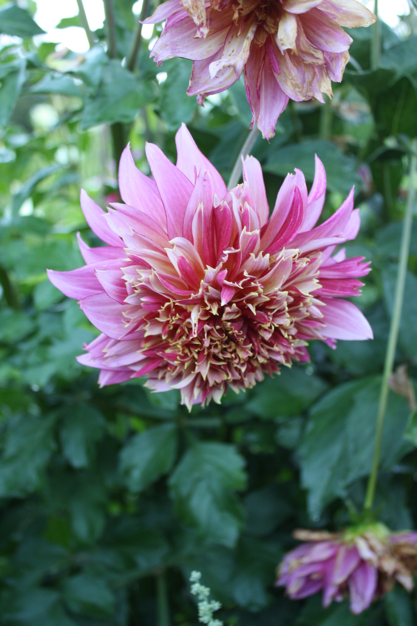 Mambo Dahlia Tuber