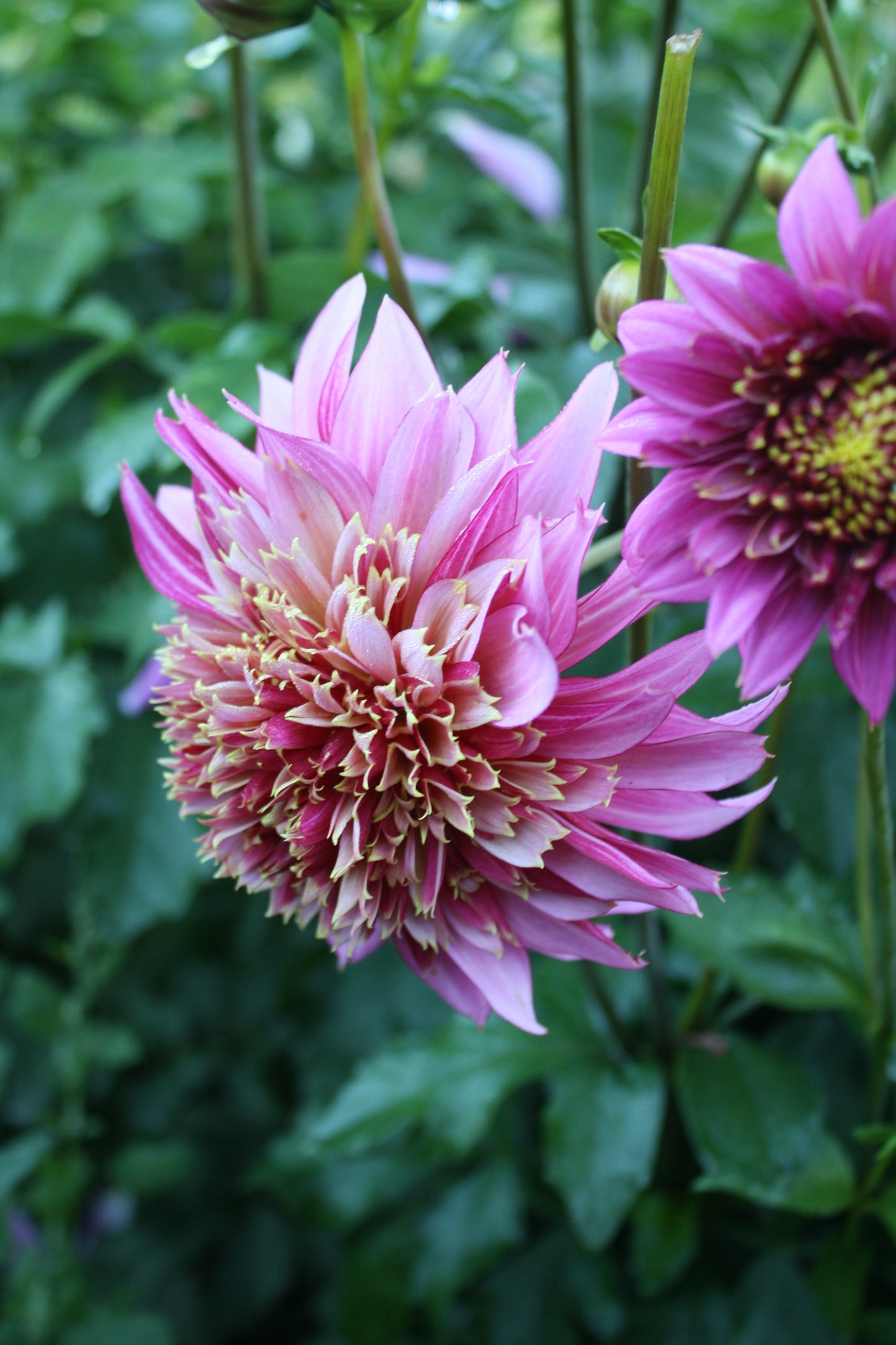 Mambo Dahlia Tuber