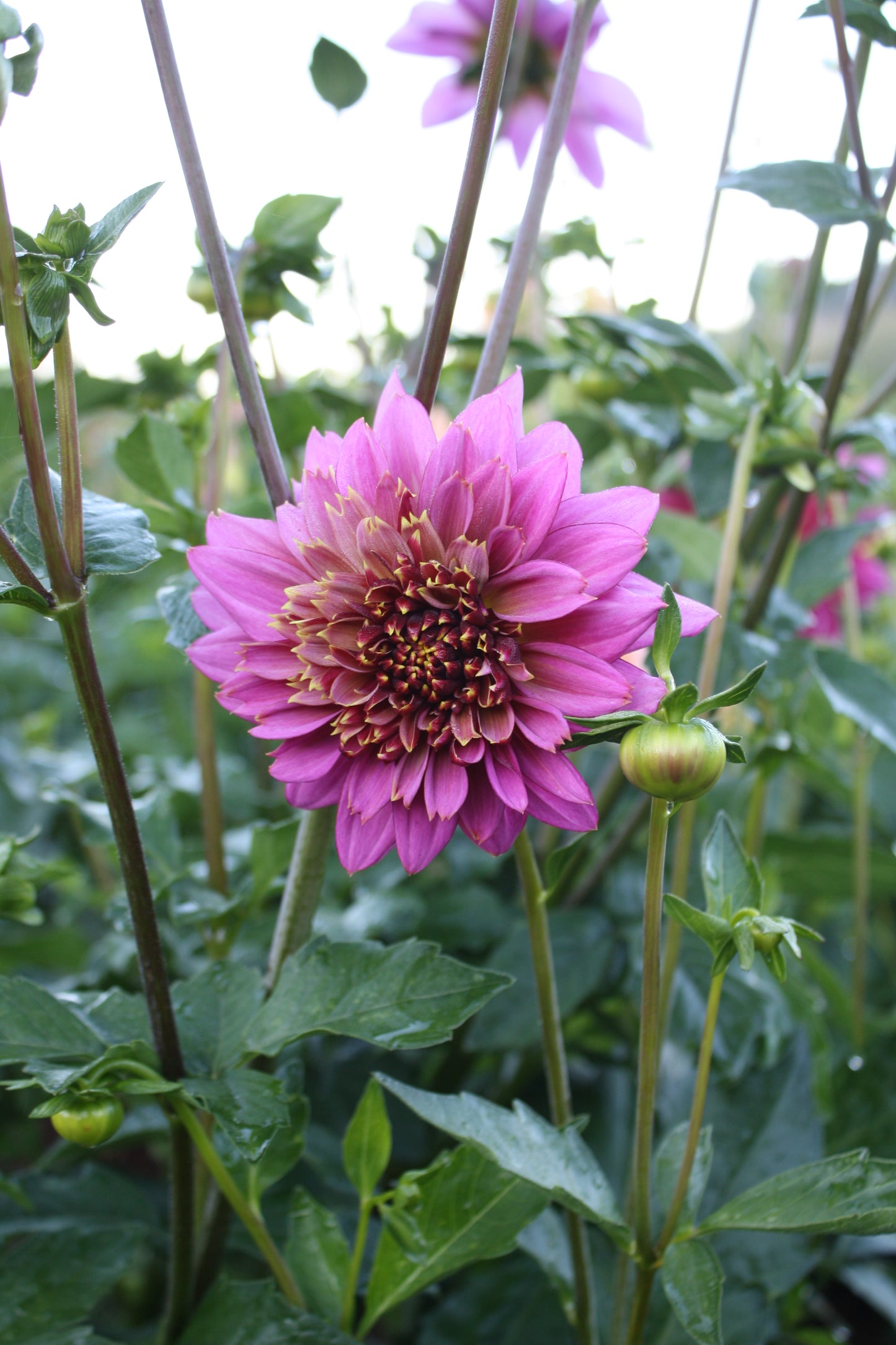 Mambo Dahlia Tuber