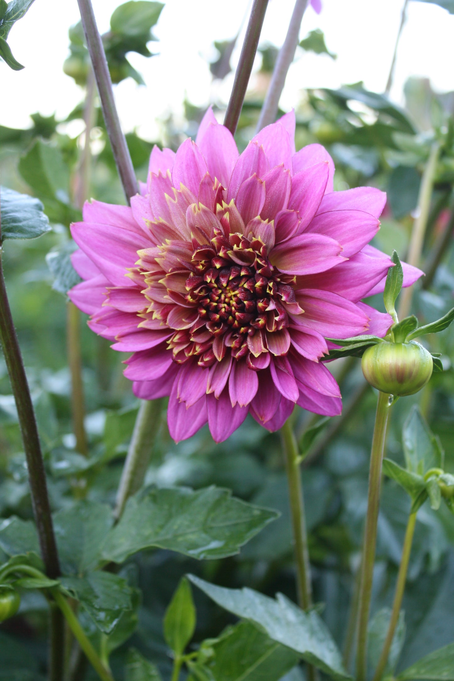Mambo Dahlia Tuber