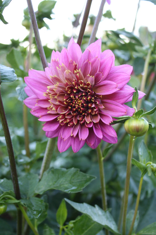 Mambo Dahlia Tuber