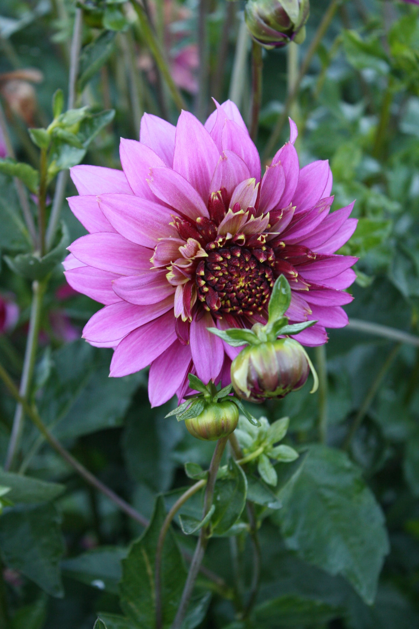 Mambo Dahlia Tuber