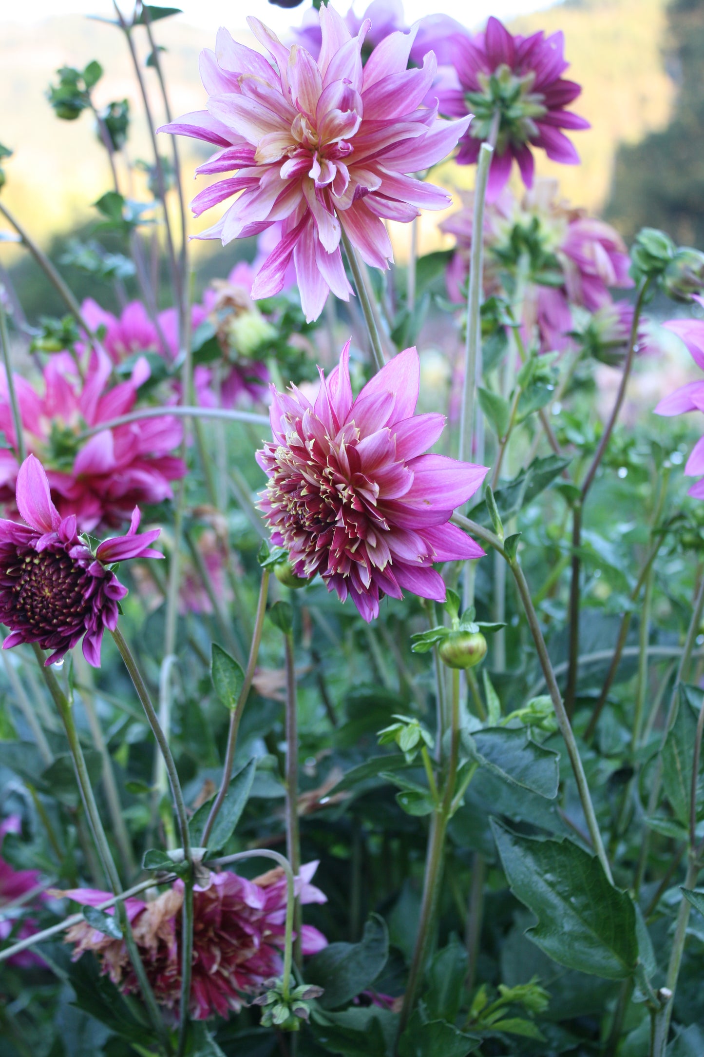 Mambo Dahlia Tuber