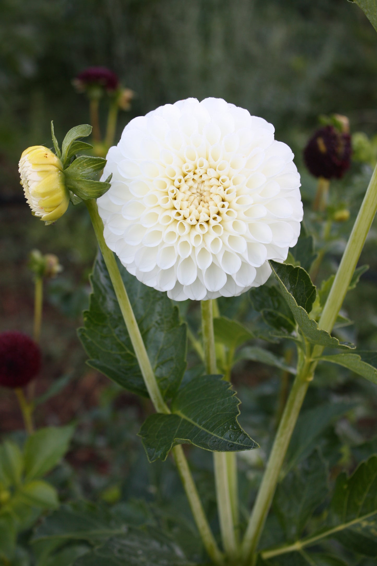 Ryecroft Jan Dahlia Tuber