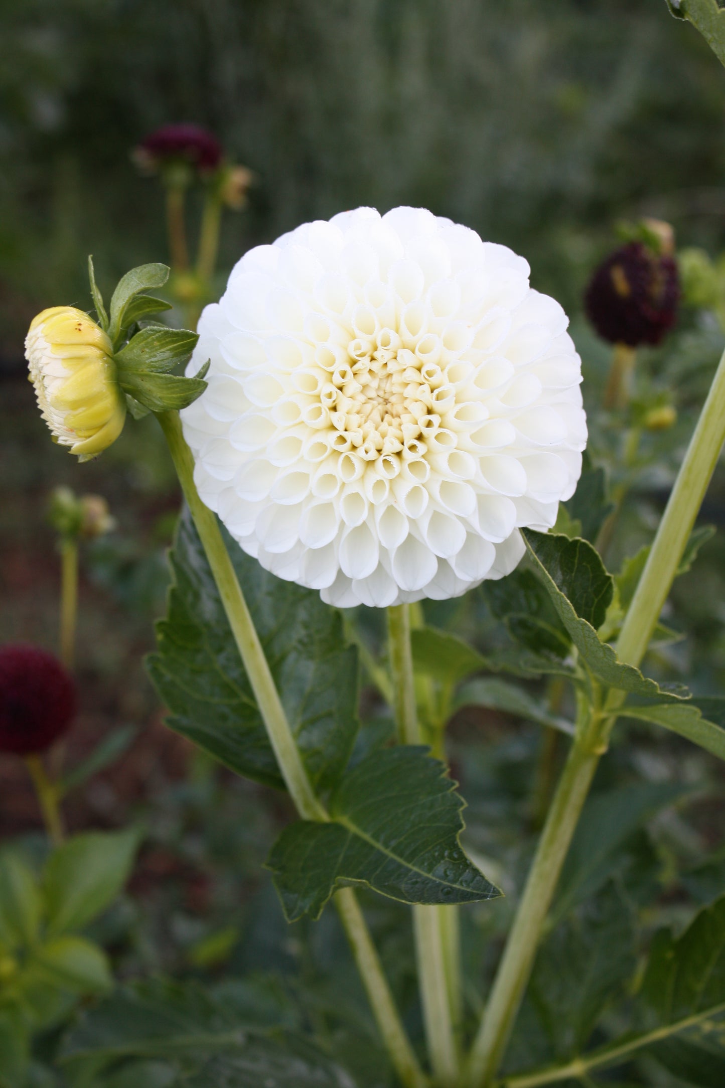 Ryecroft Jan Dahlia Tuber