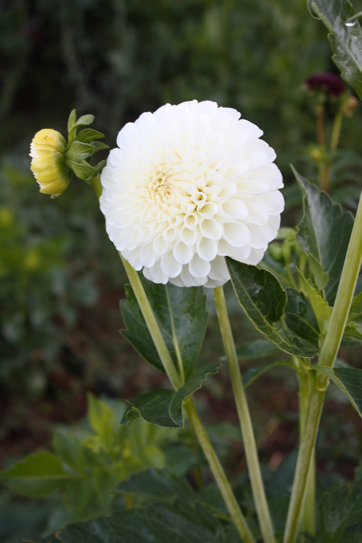 Ryecroft Jan Dahlia Tuber