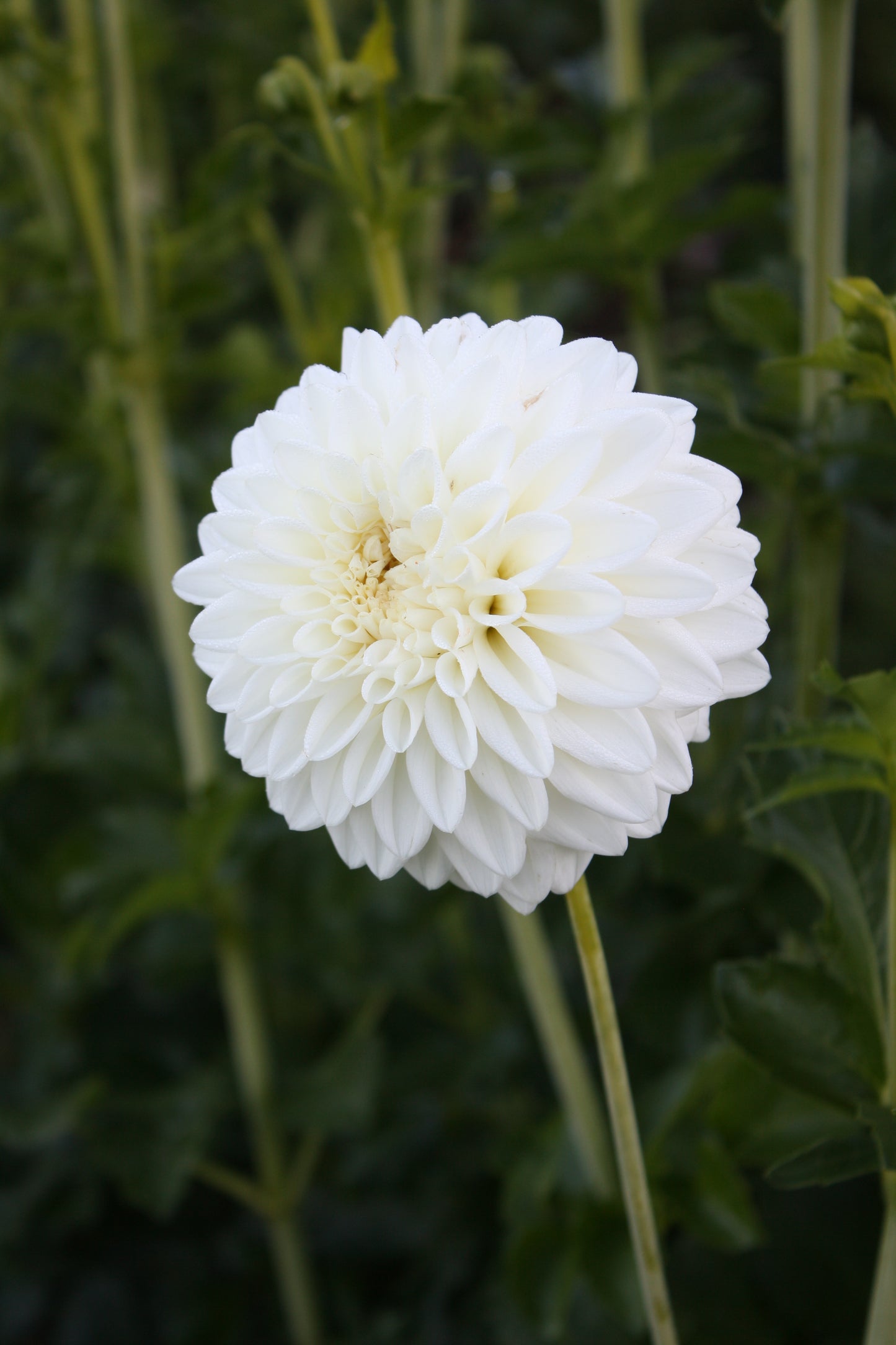 Blizzard Dahlia Tuber