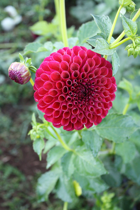 Ivanetti Dahlia Tuber
