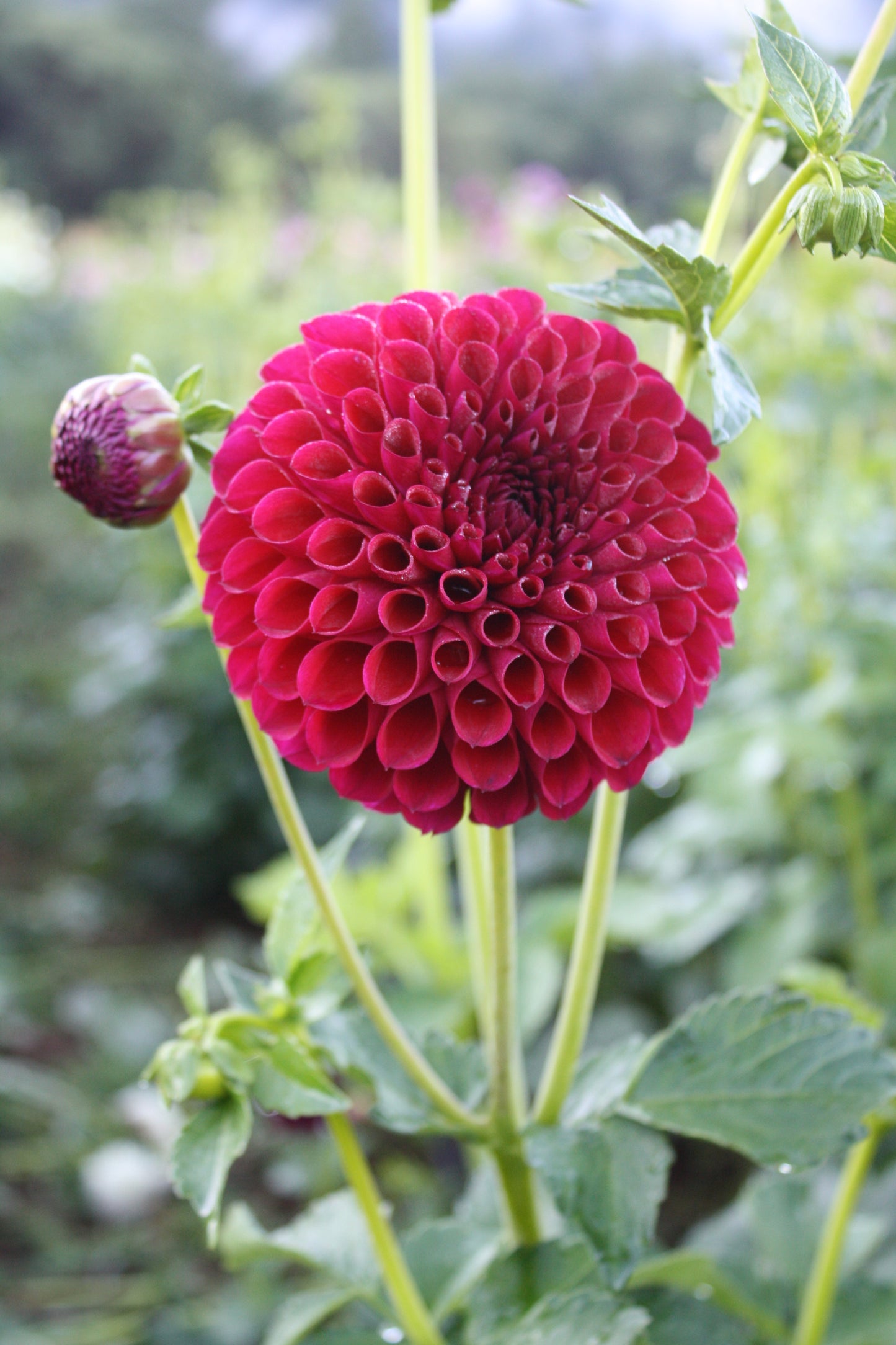 Ivanetti Dahlia Tuber
