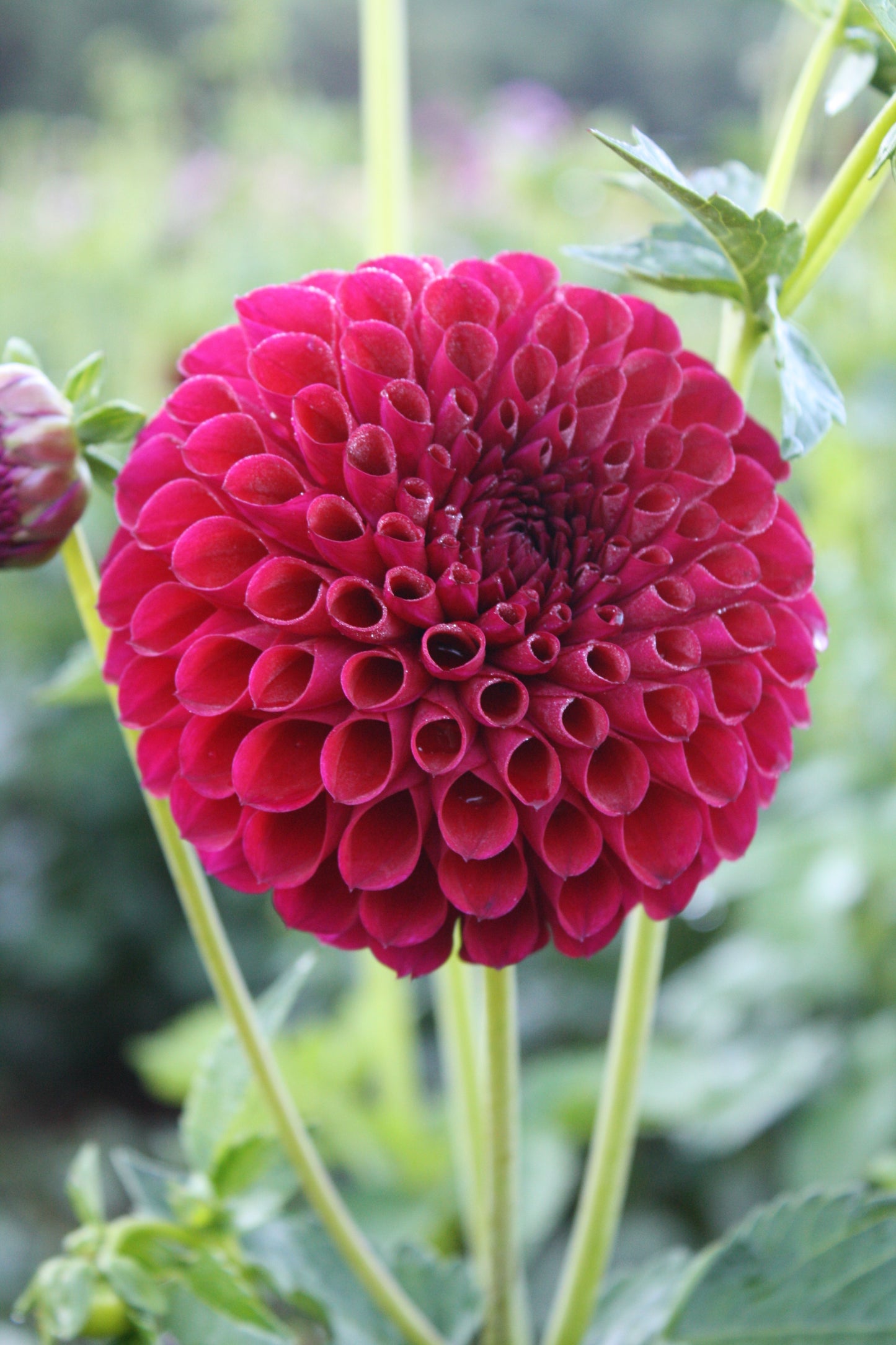 Ivanetti Dahlia Tuber