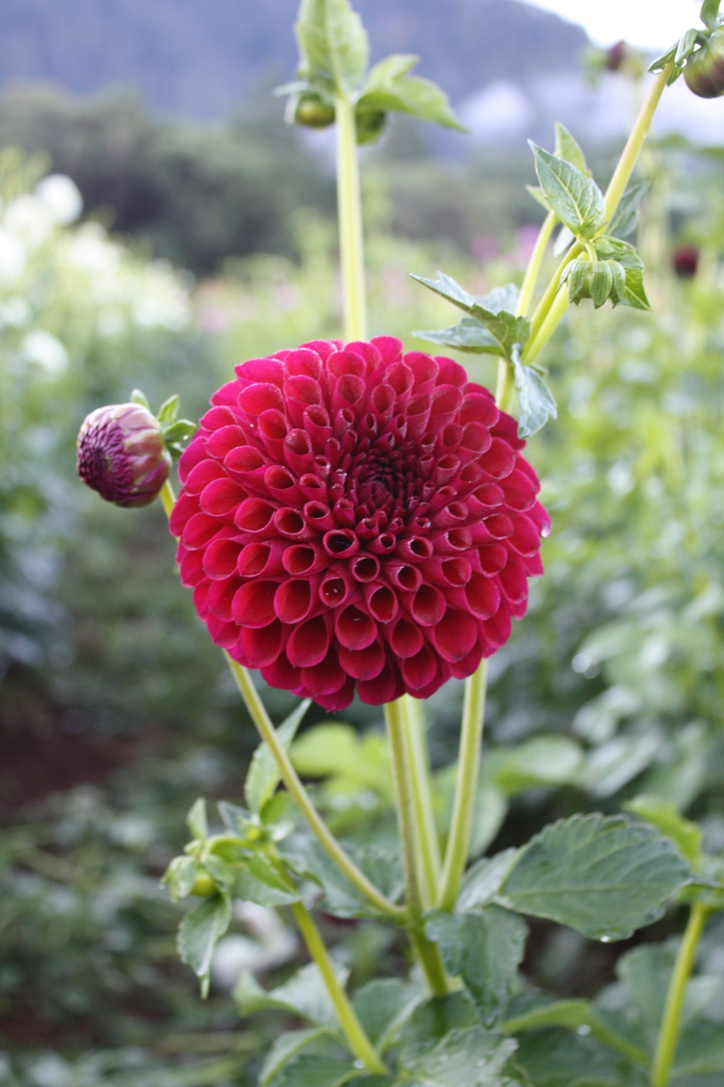 Ivanetti Dahlia Tuber