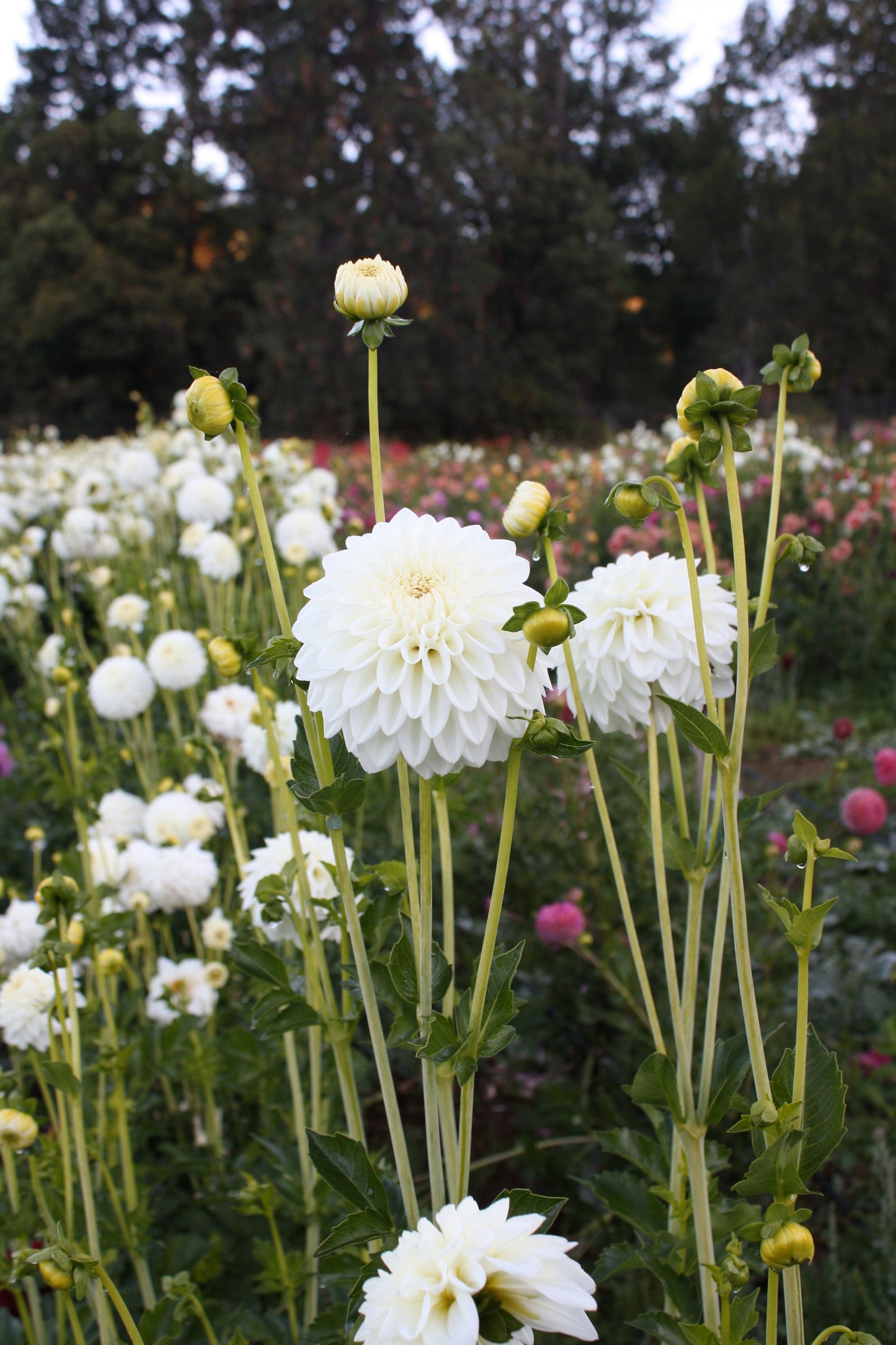 Blizzard Dahlia Tuber