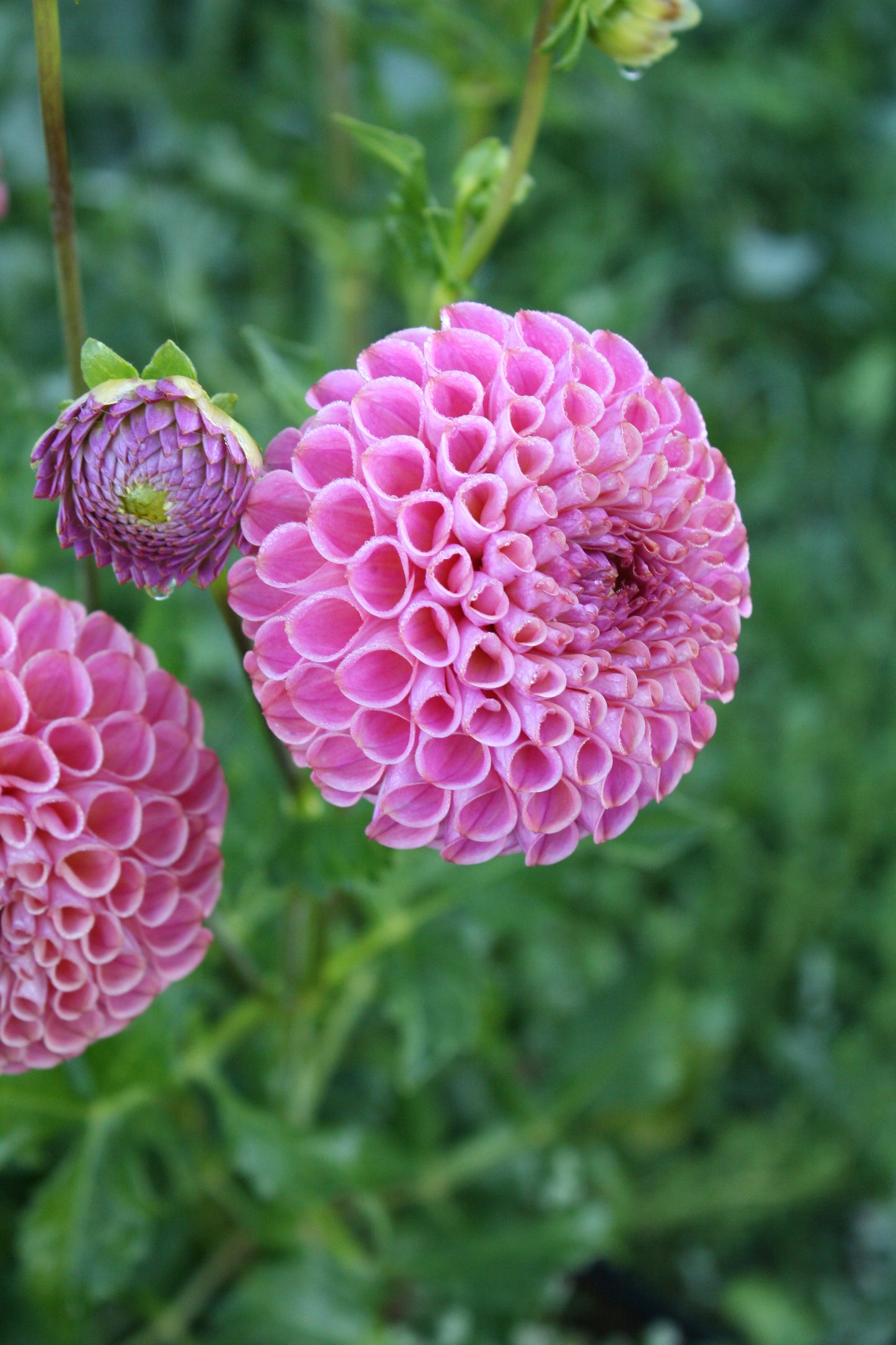 Caitlin's Joy Dahlia Tuber