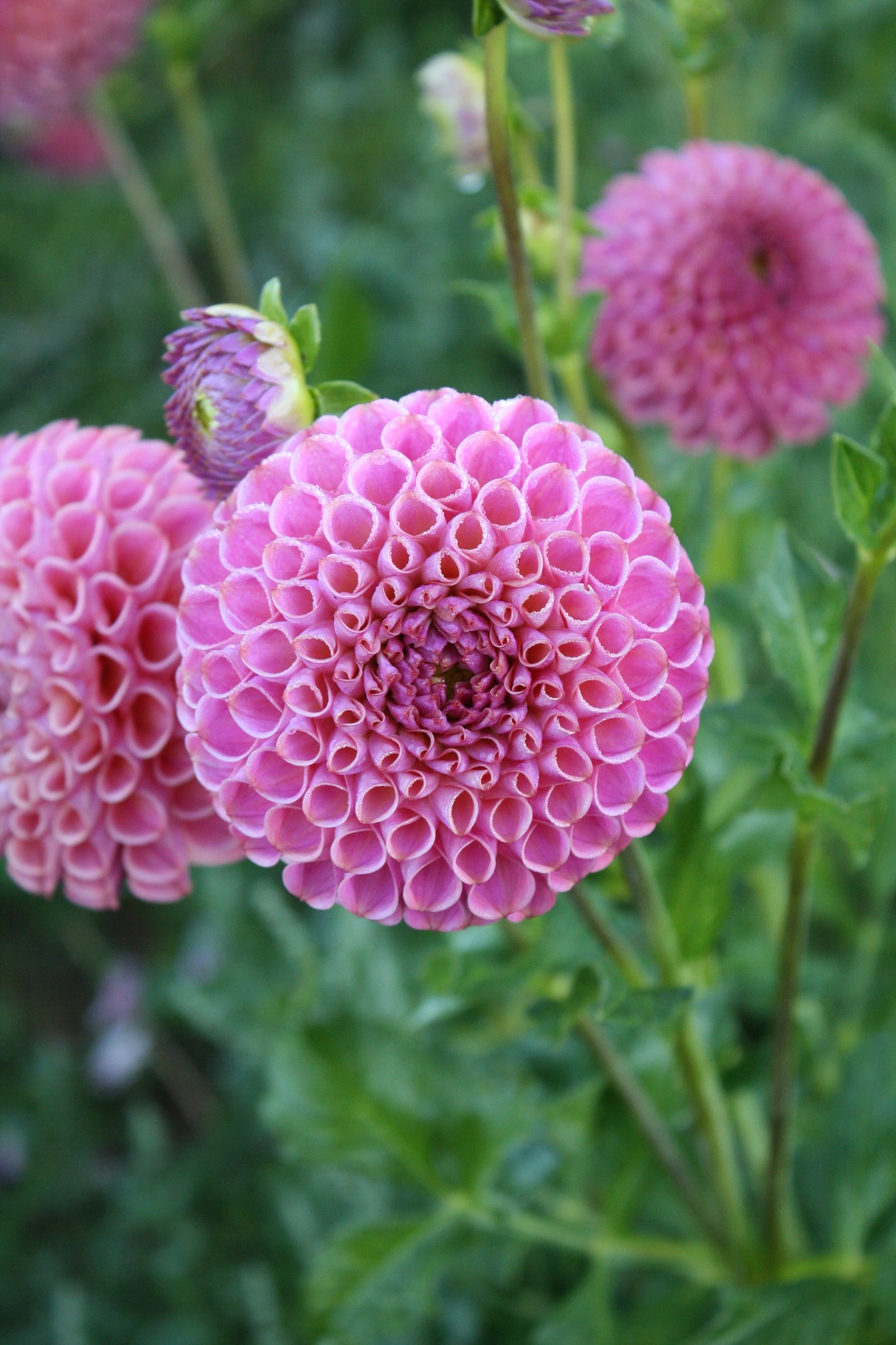 Caitlin's Joy Dahlia Tuber