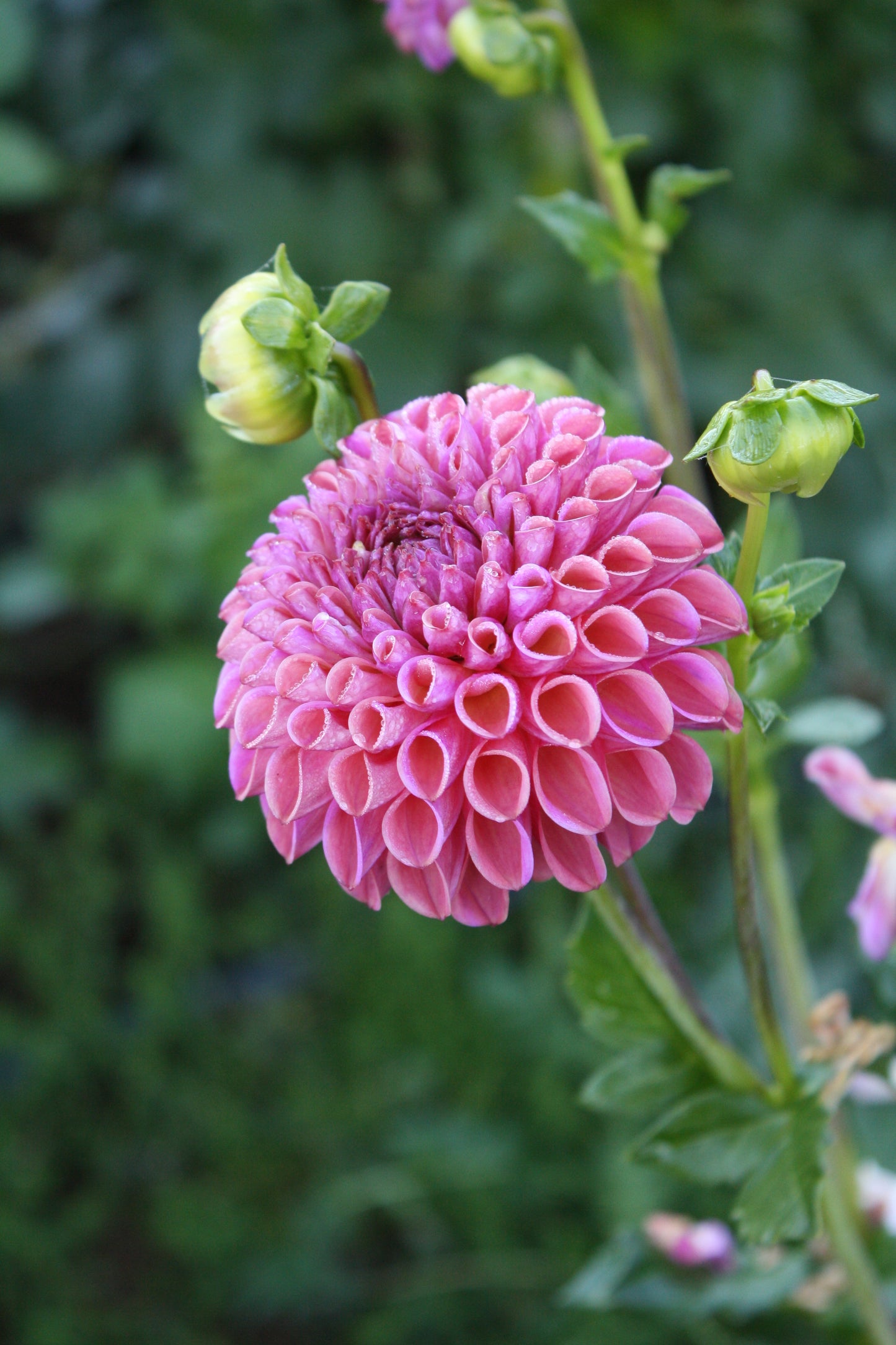 Caitlin's Joy Dahlia Tuber
