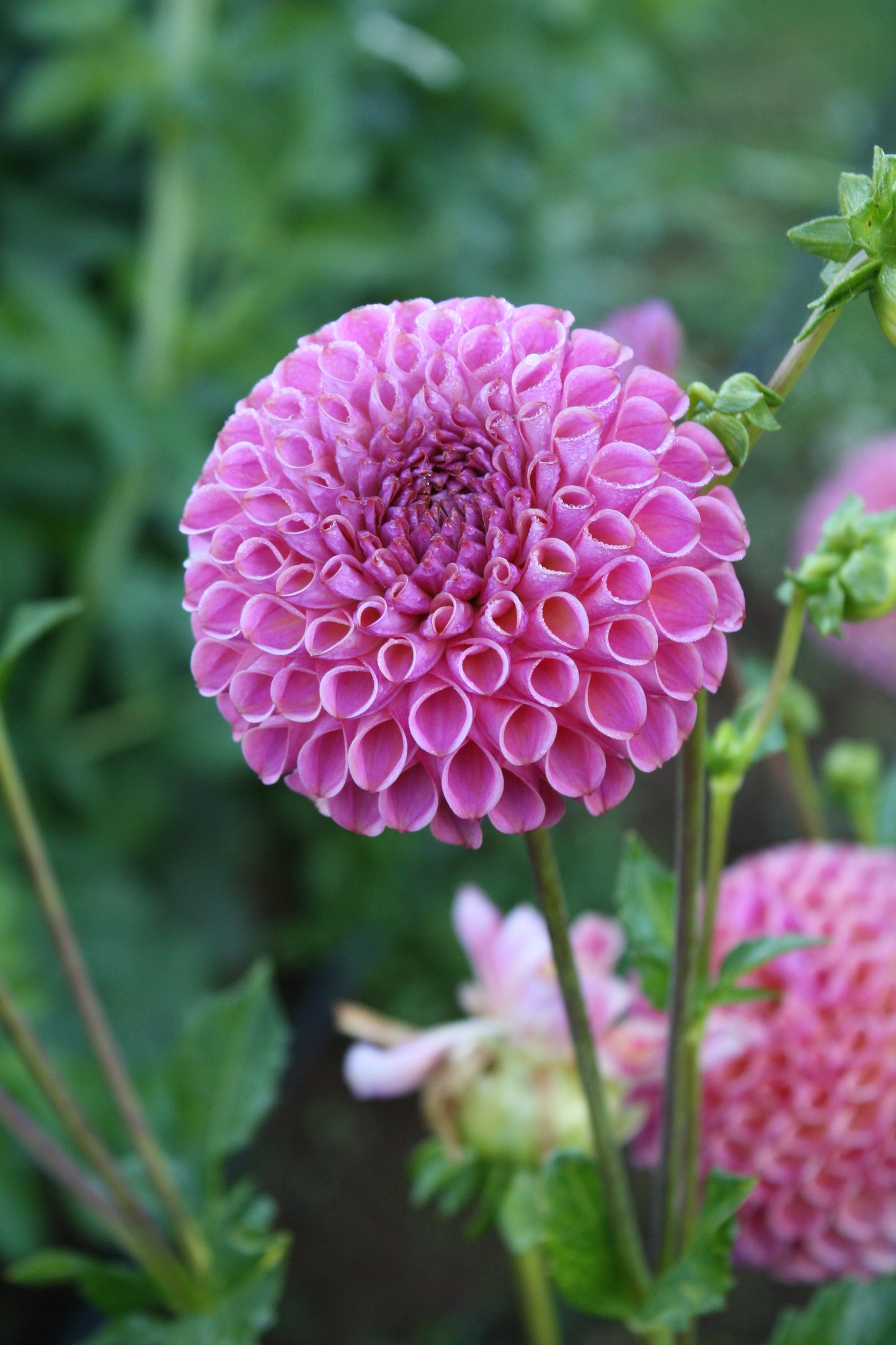 Caitlin's Joy Dahlia Tuber