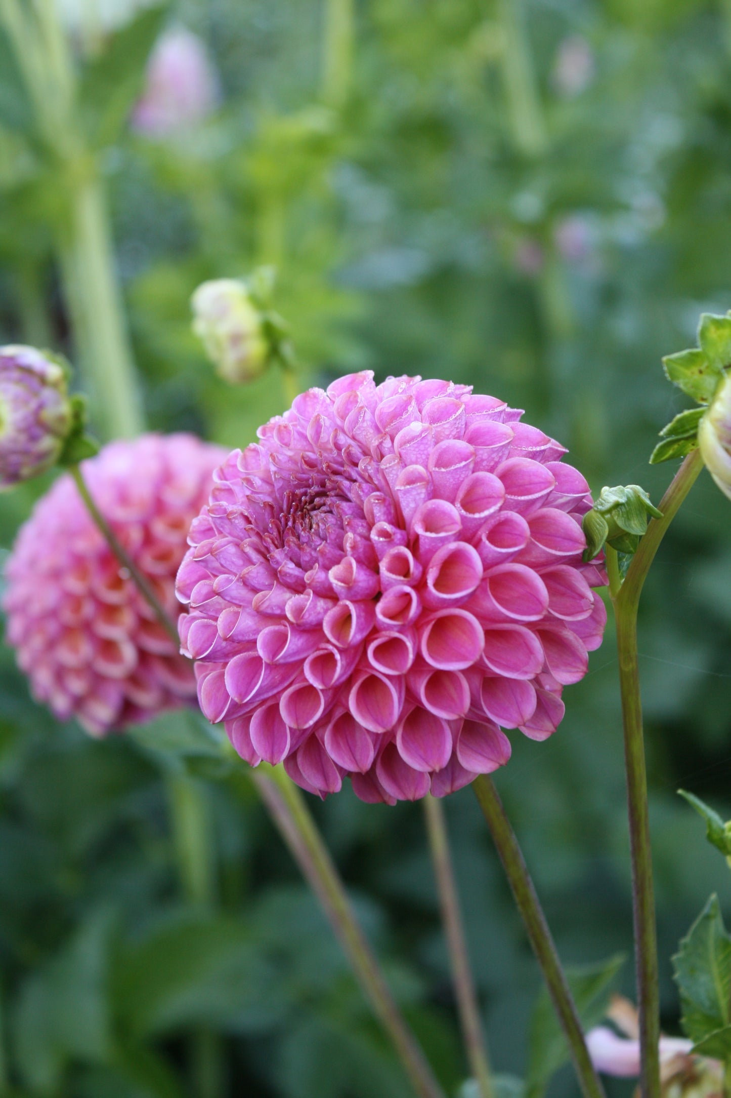 Caitlin's Joy Dahlia Tuber