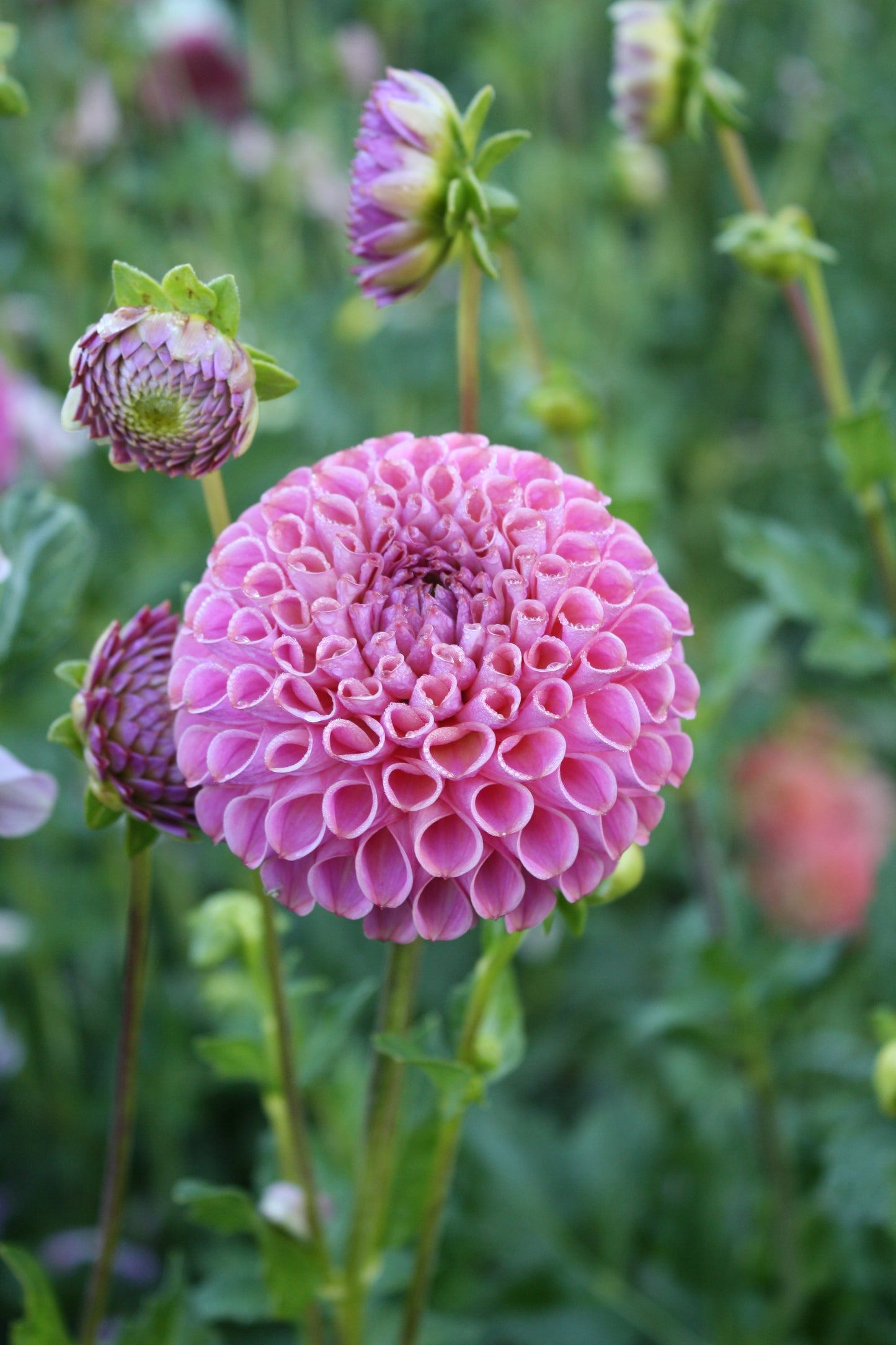 Caitlin's Joy Dahlia Tuber