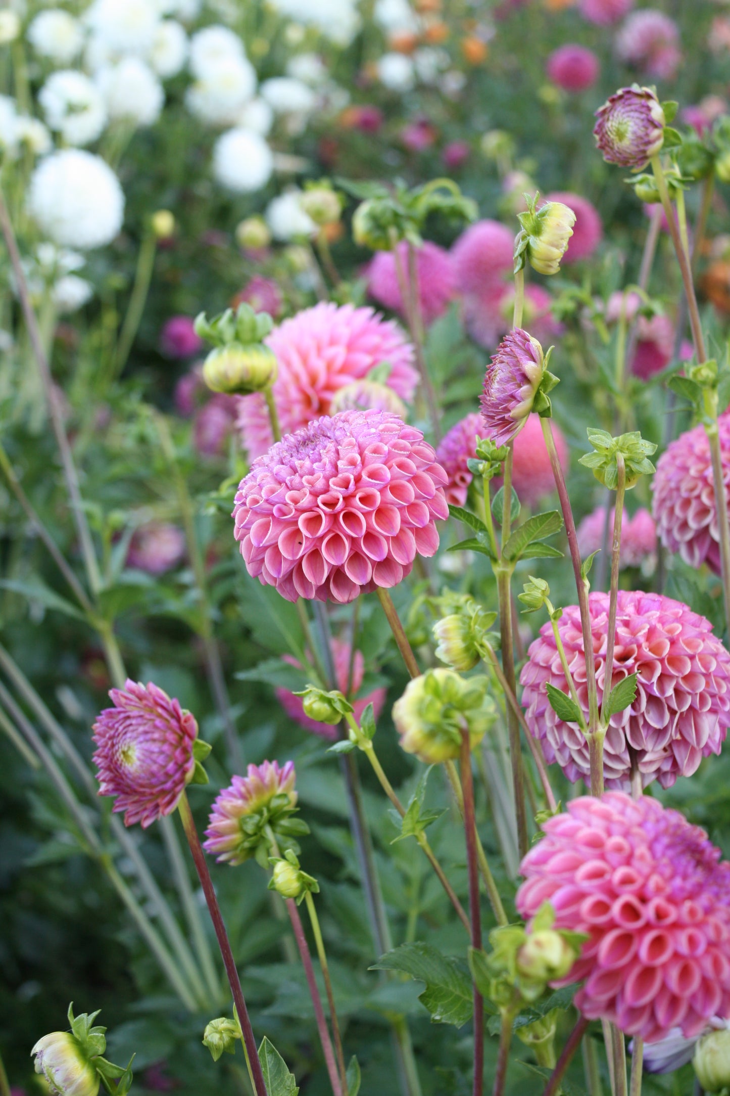 Caitlin's Joy Dahlia Tuber