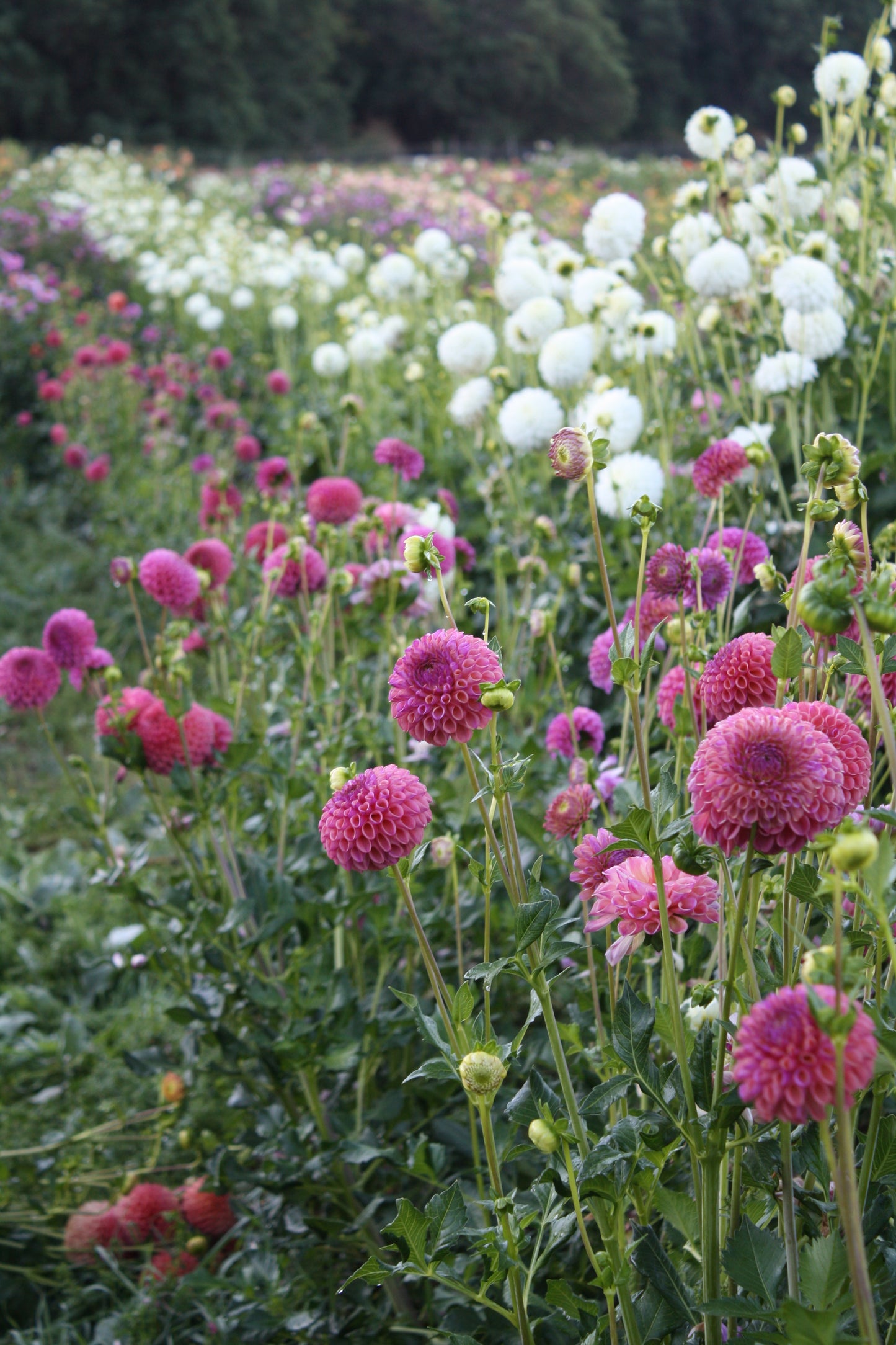 Caitlin's Joy Dahlia Tuber