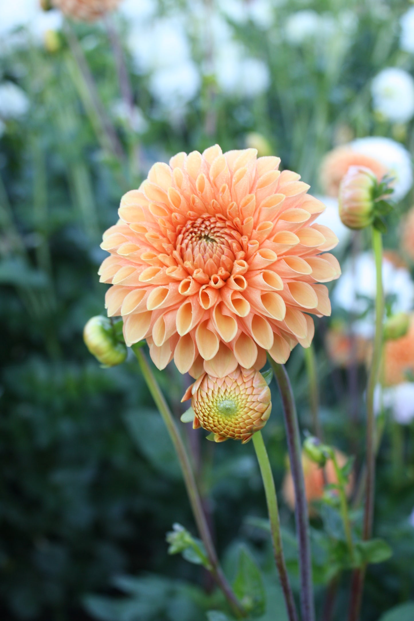 Sylvia/Maarn Dahlia Tuber