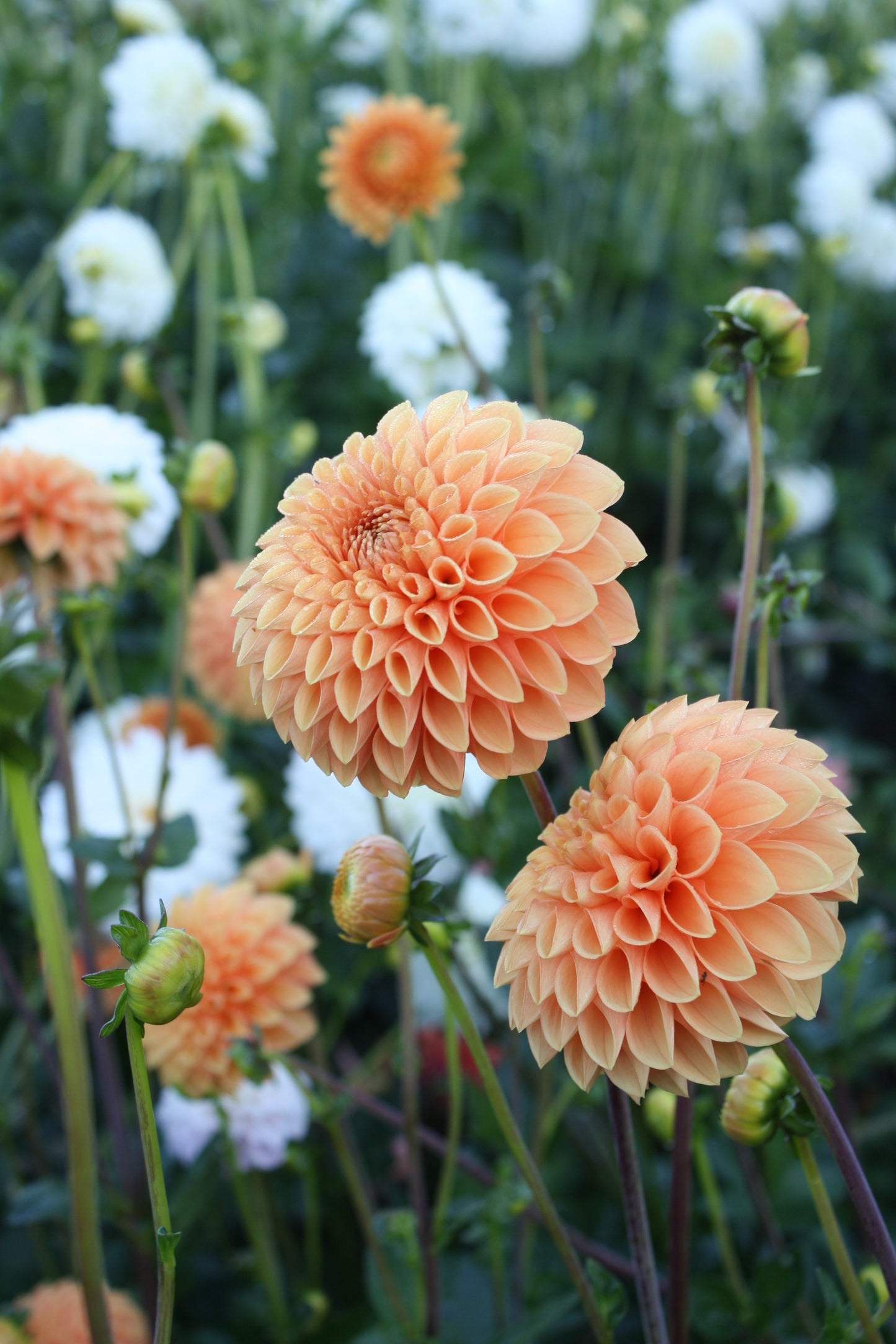 Sylvia/Maarn Dahlia Tuber