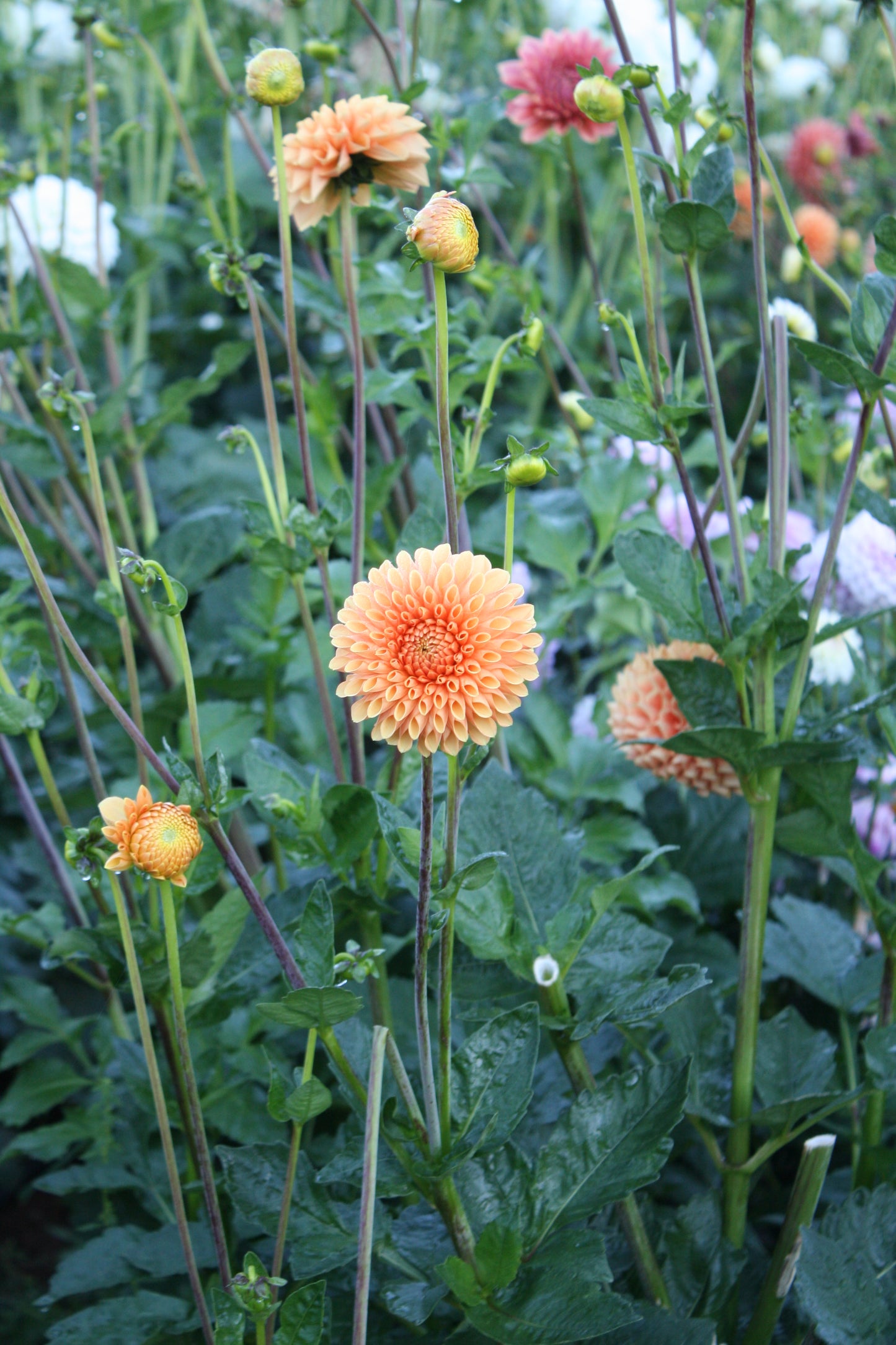 Sylvia/Maarn Dahlia Tuber