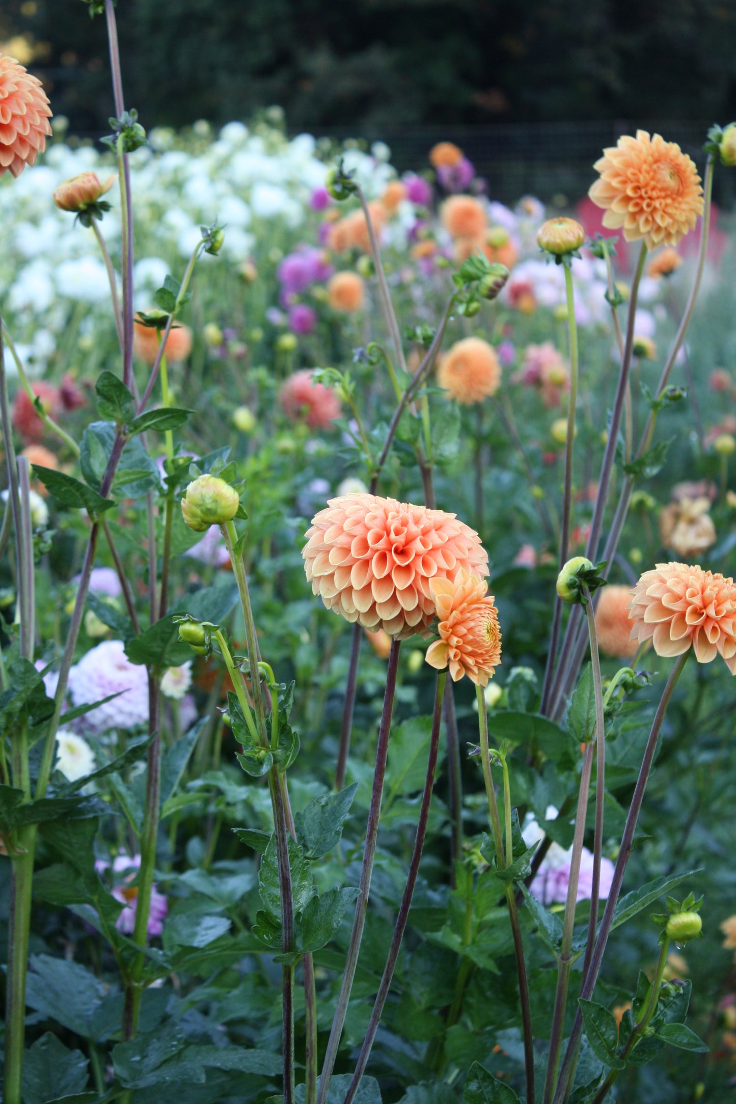 Sylvia/Maarn Dahlia Tuber