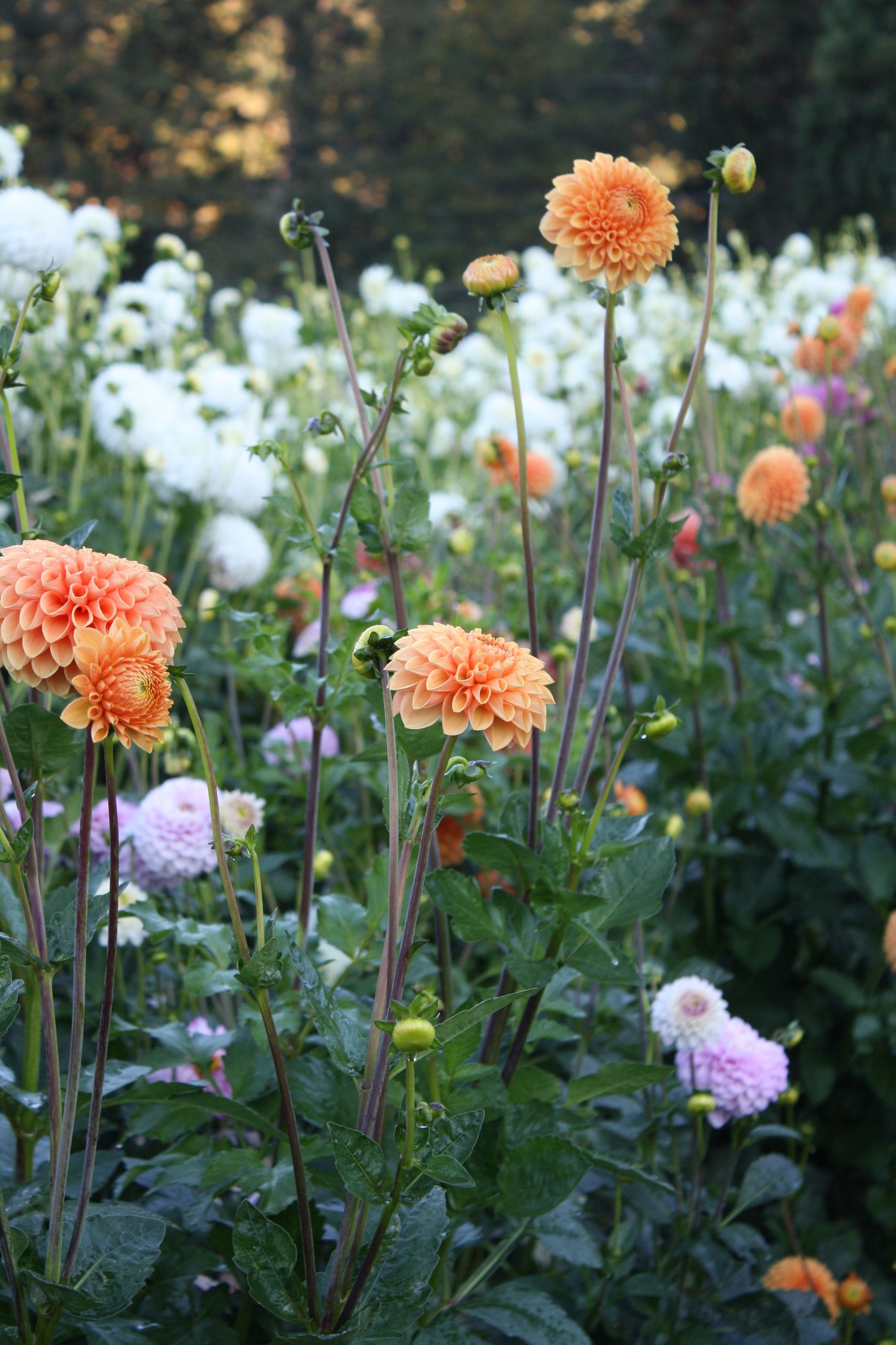 Sylvia/Maarn Dahlia Tuber