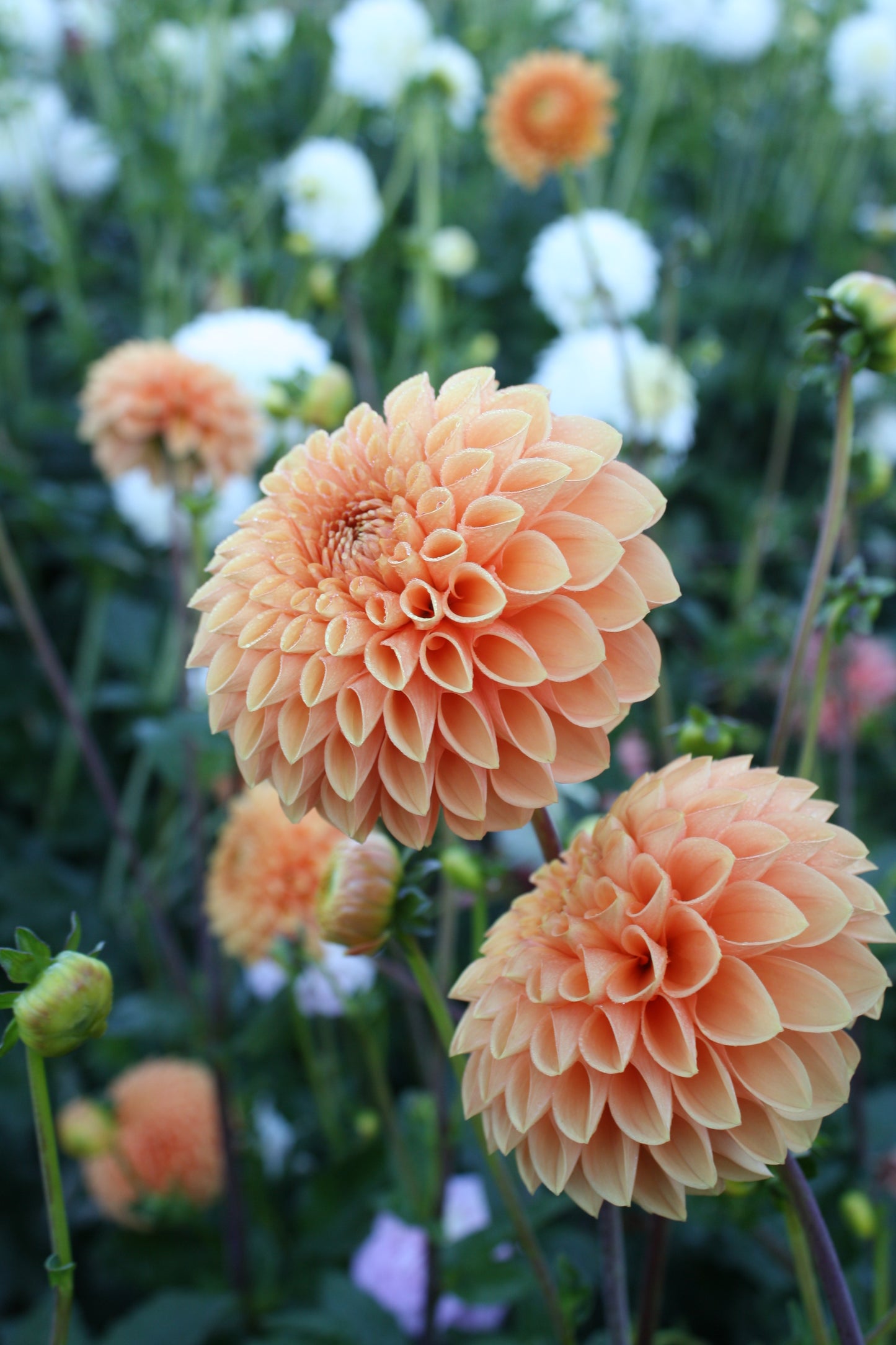 Sylvia/Maarn Dahlia Tuber