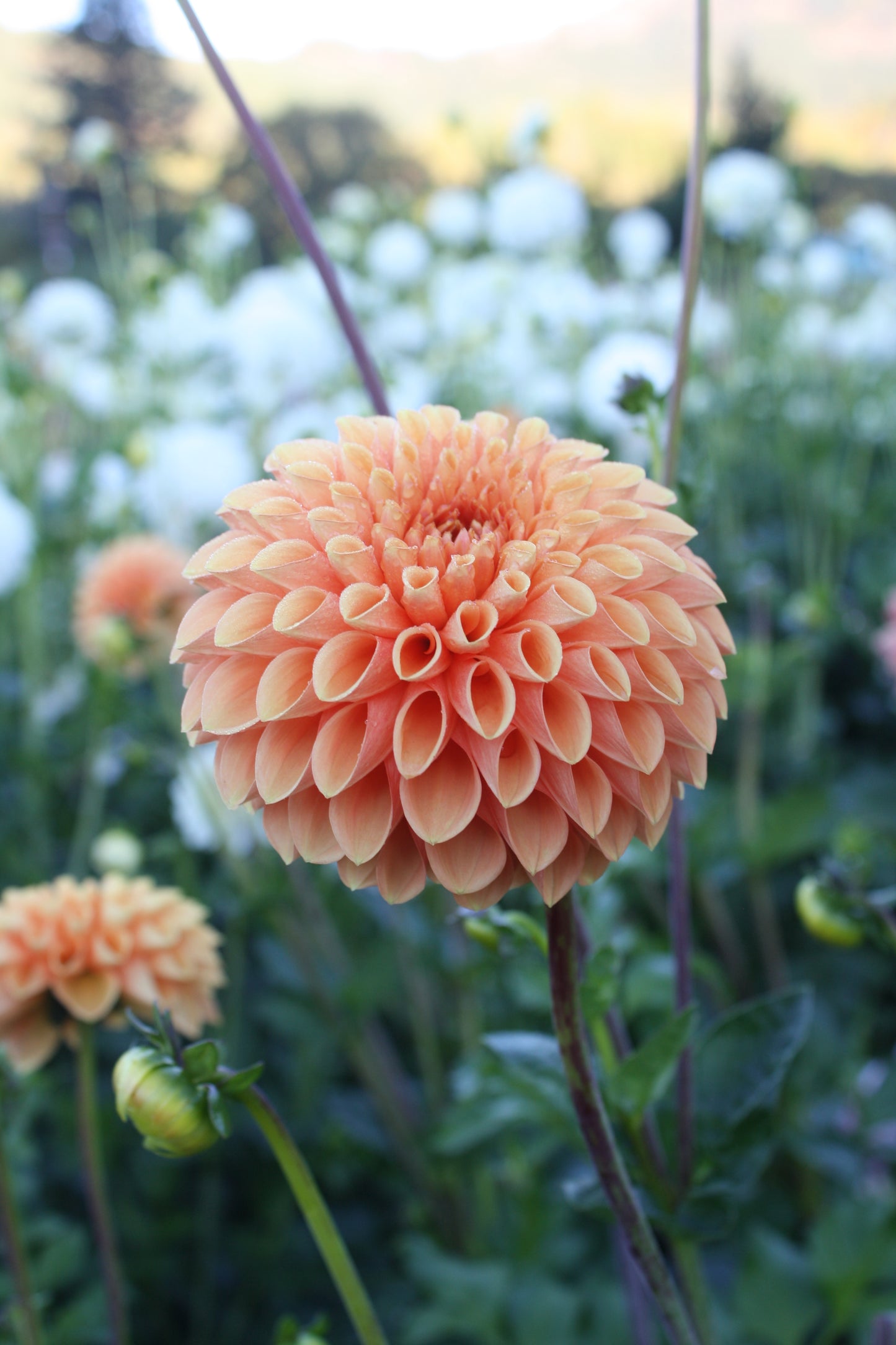 Sylvia/Maarn Dahlia Tuber