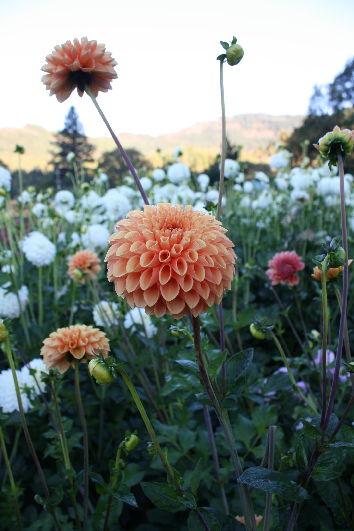 Sylvia/Maarn Dahlia Tuber