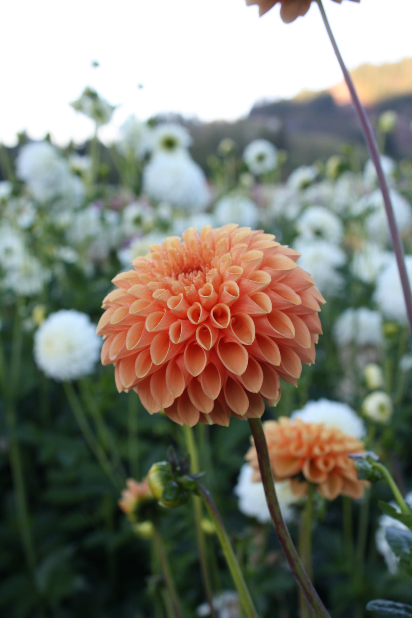 Sylvia/Maarn Dahlia Tuber