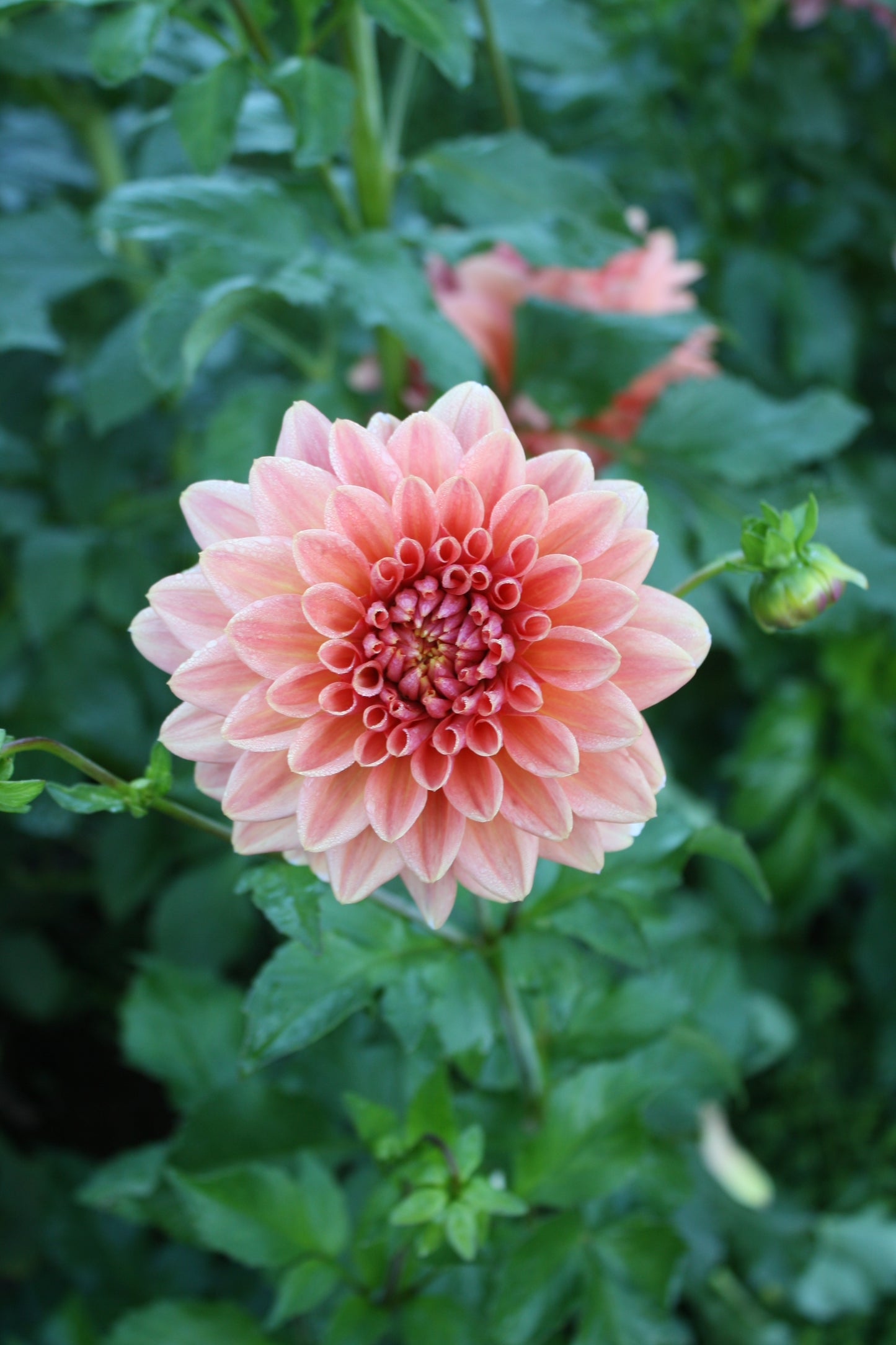 Connecticut Coral Dahlia Tuber