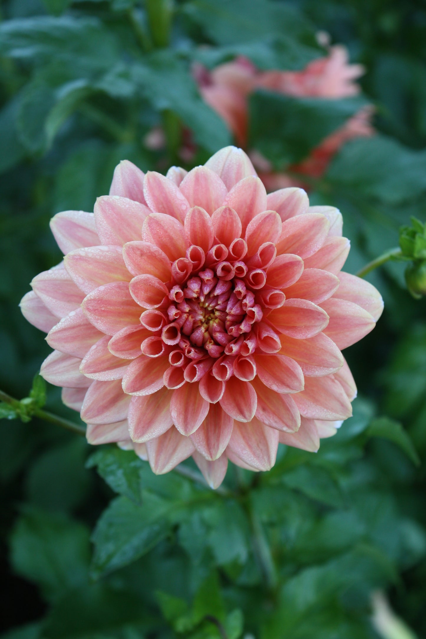 Connecticut Coral Dahlia Tuber
