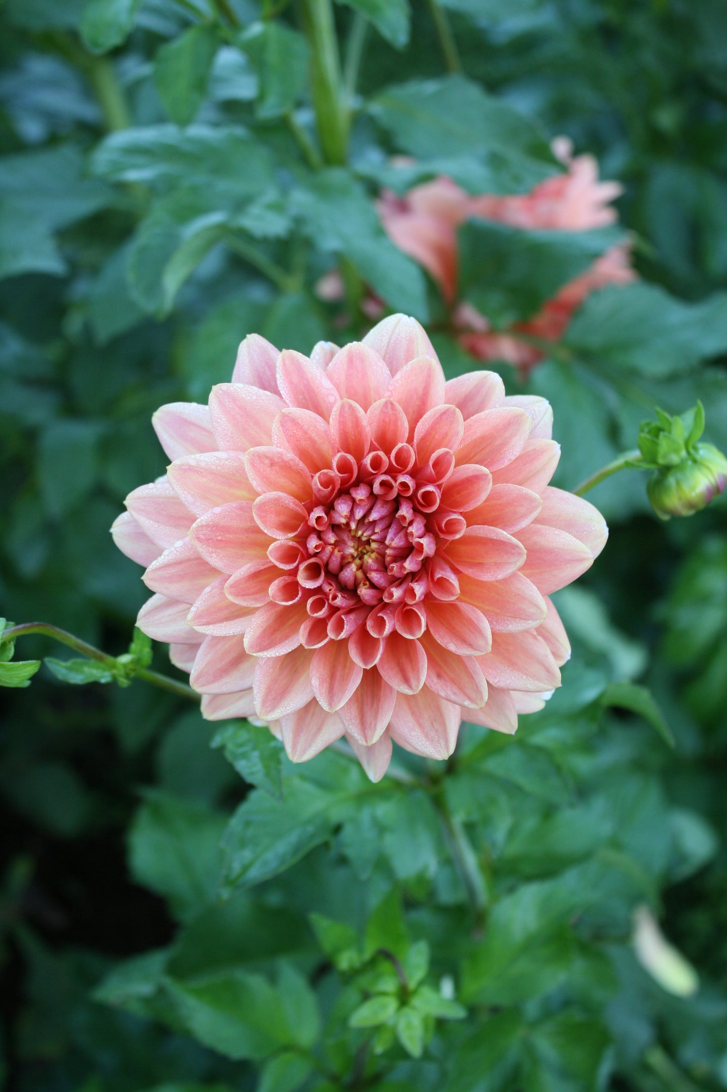 Connecticut Coral Dahlia Tuber