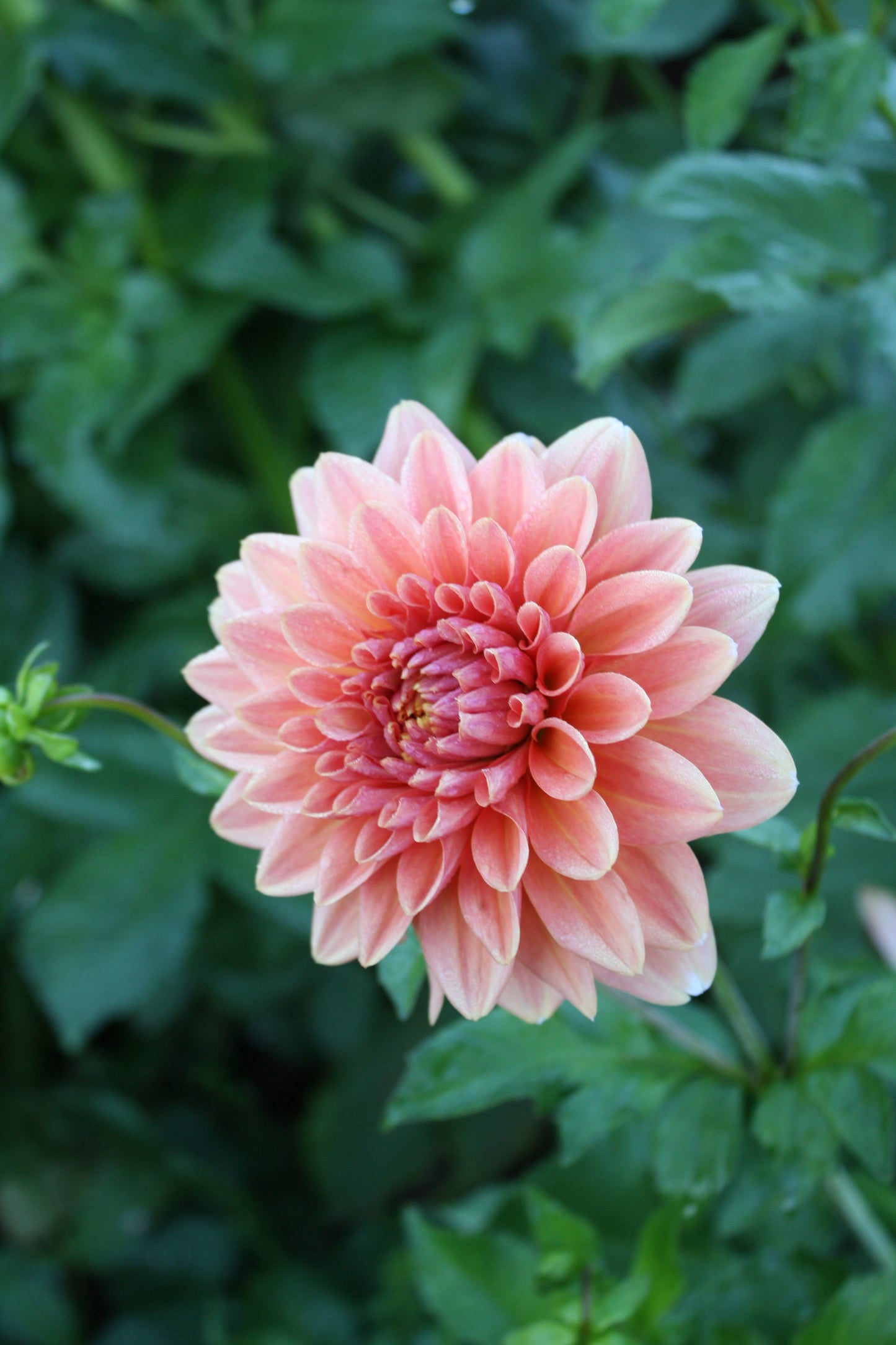 Connecticut Coral Dahlia Tuber
