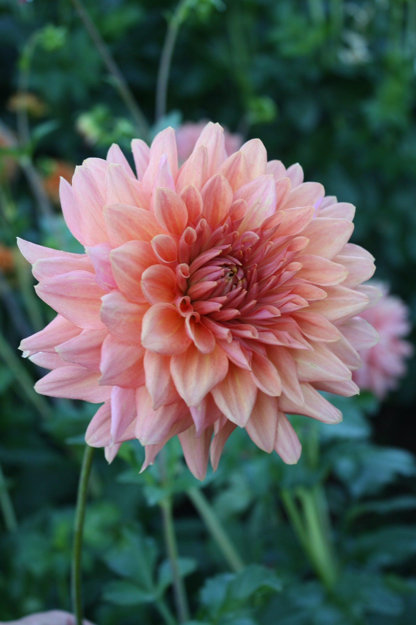 Connecticut Coral Dahlia Tuber