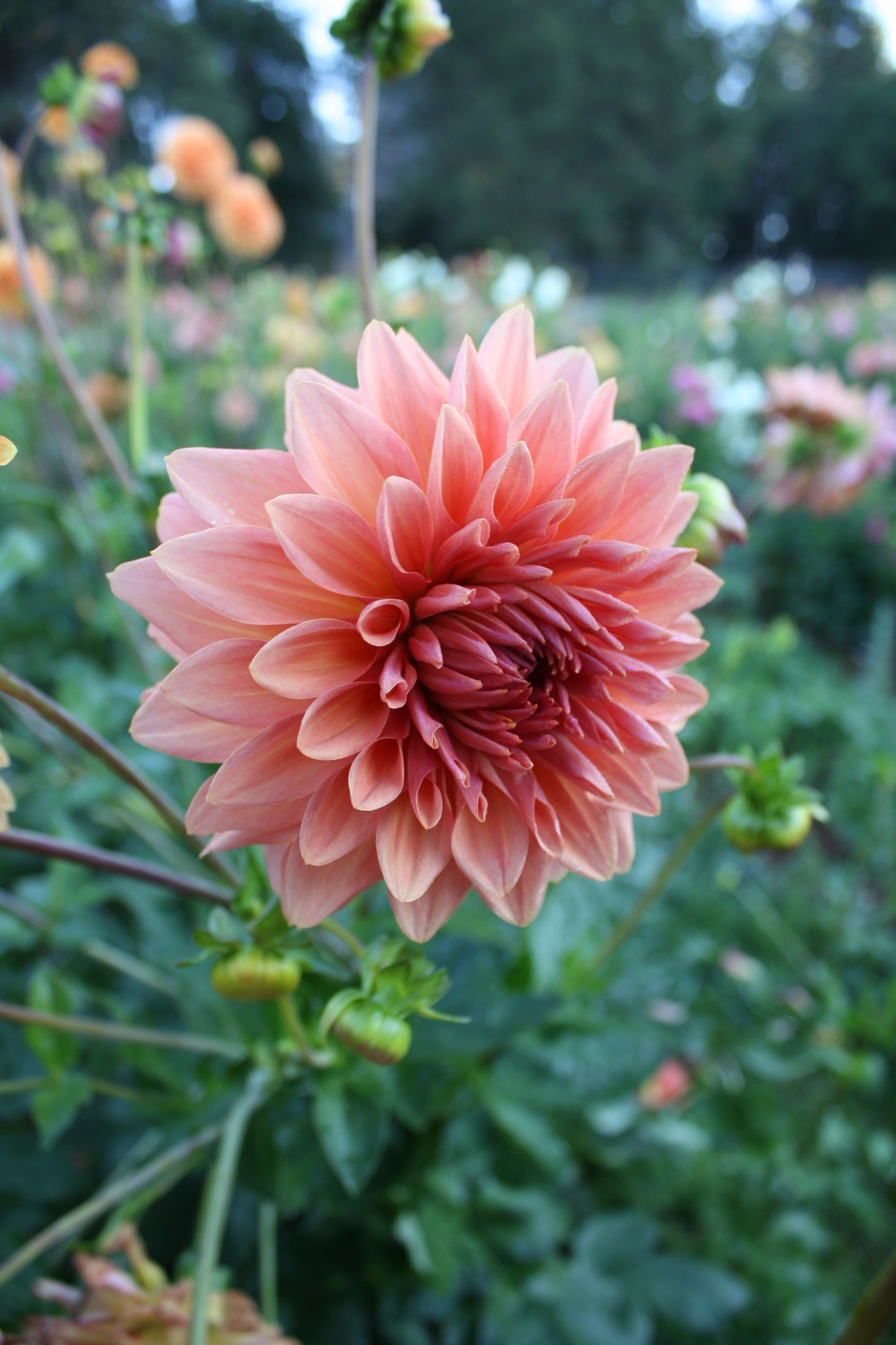 Connecticut Coral Dahlia Tuber
