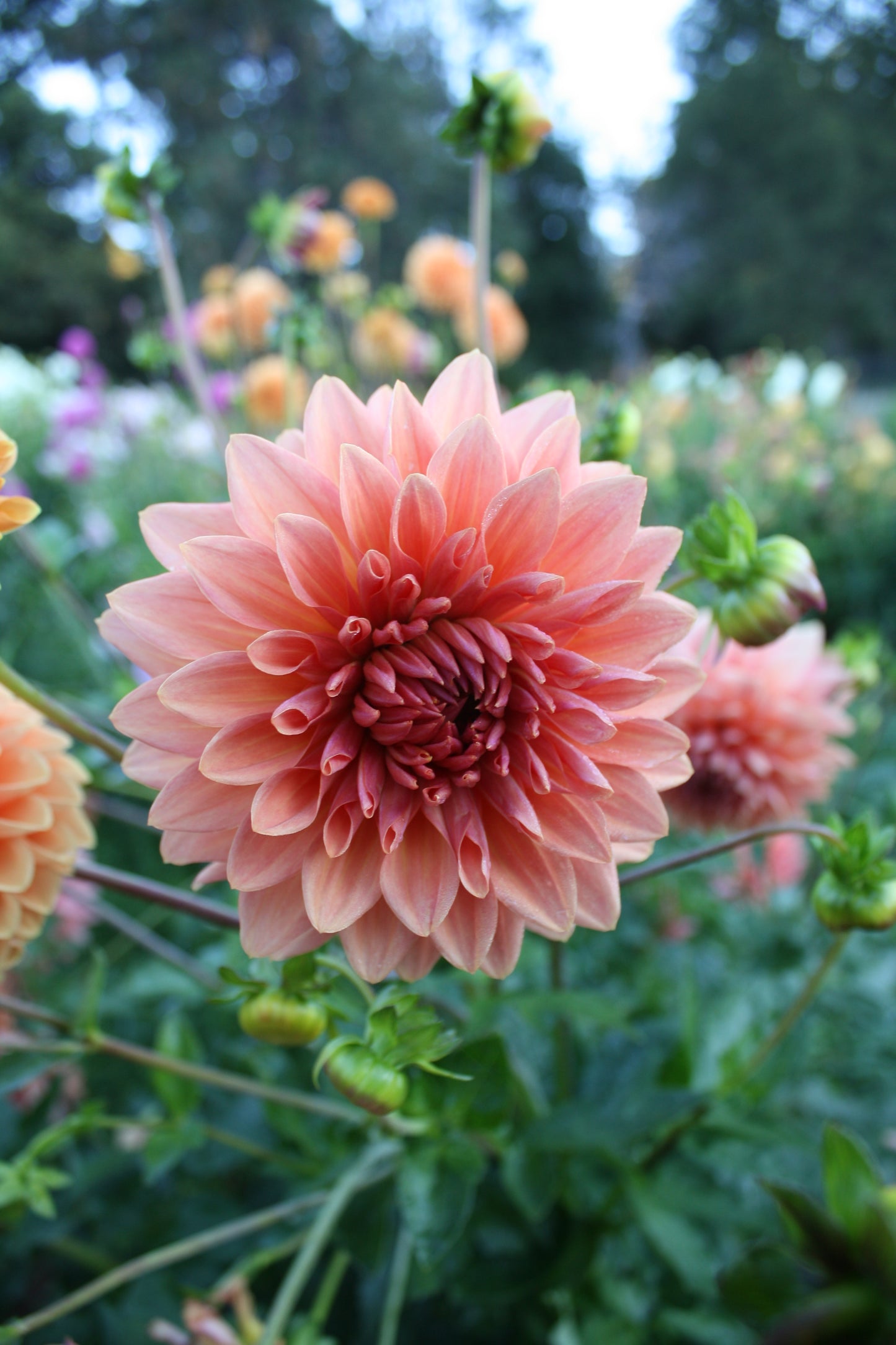 Connecticut Coral Dahlia Tuber