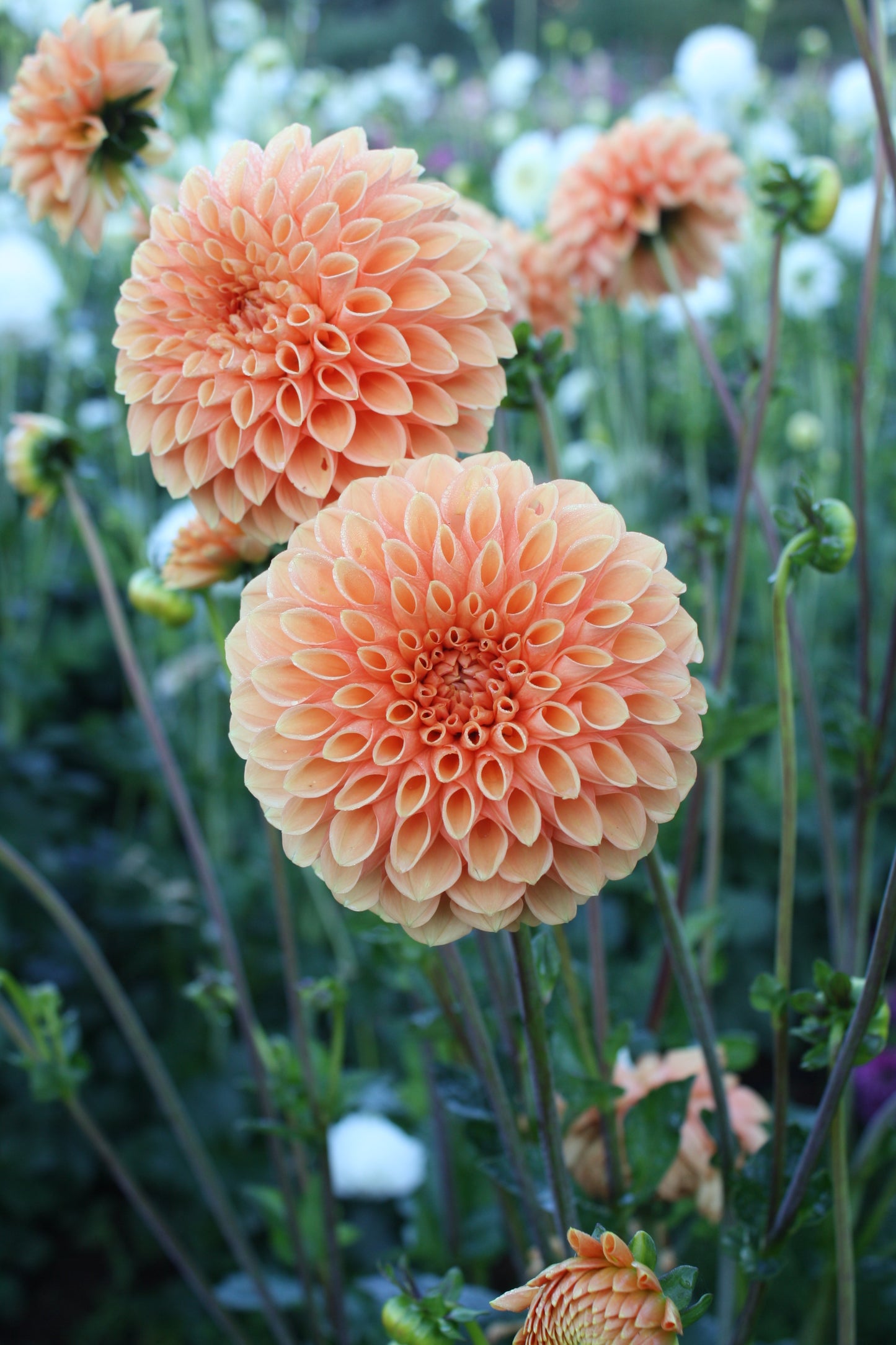 Sylvia/Maarn Dahlia Tuber