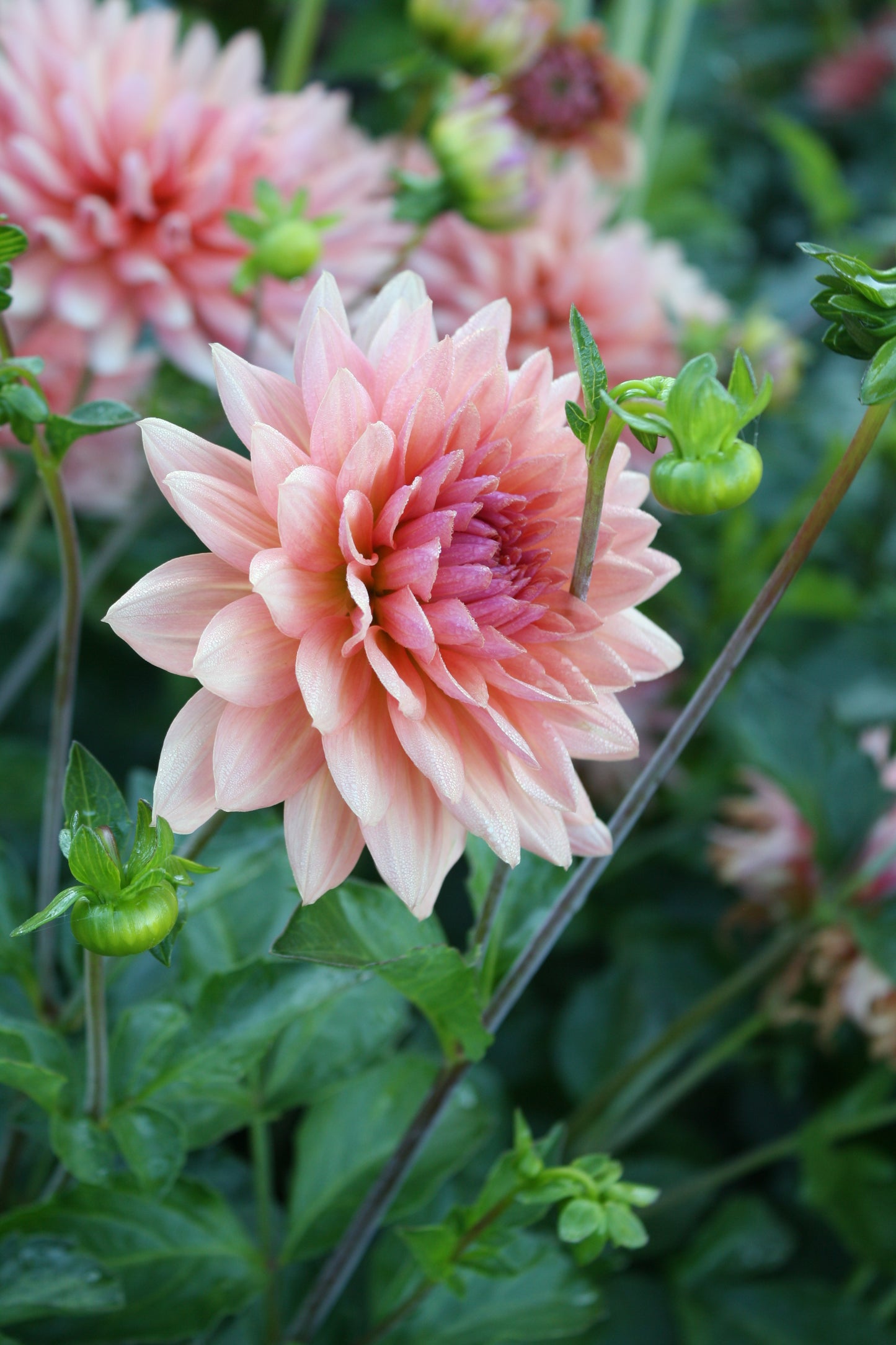 Preference Dahlia Tuber