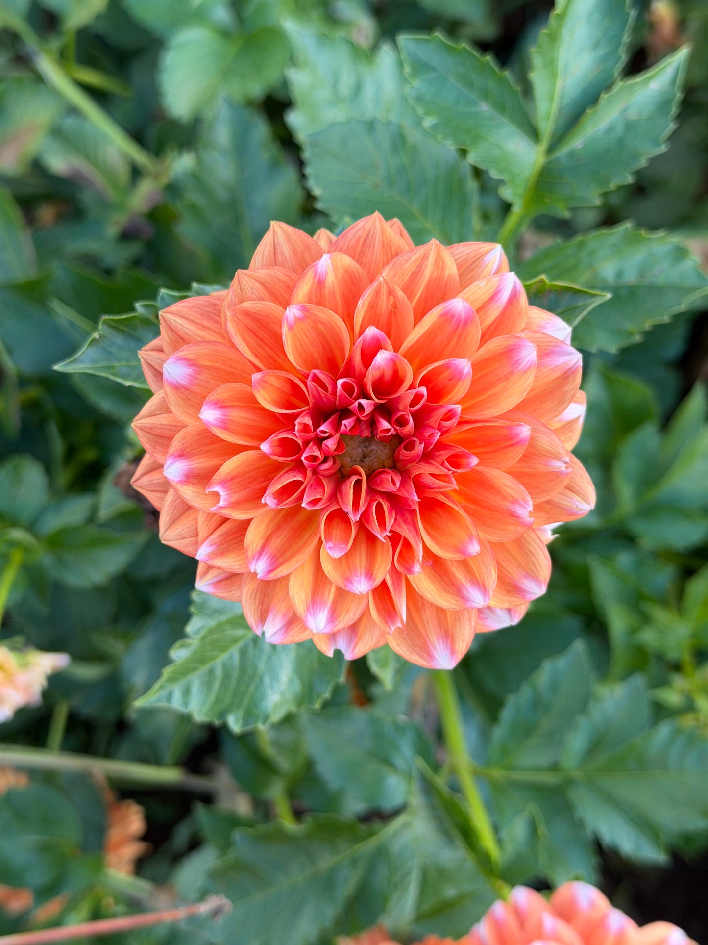RobAnn Creamsicle Dahlia Tuber