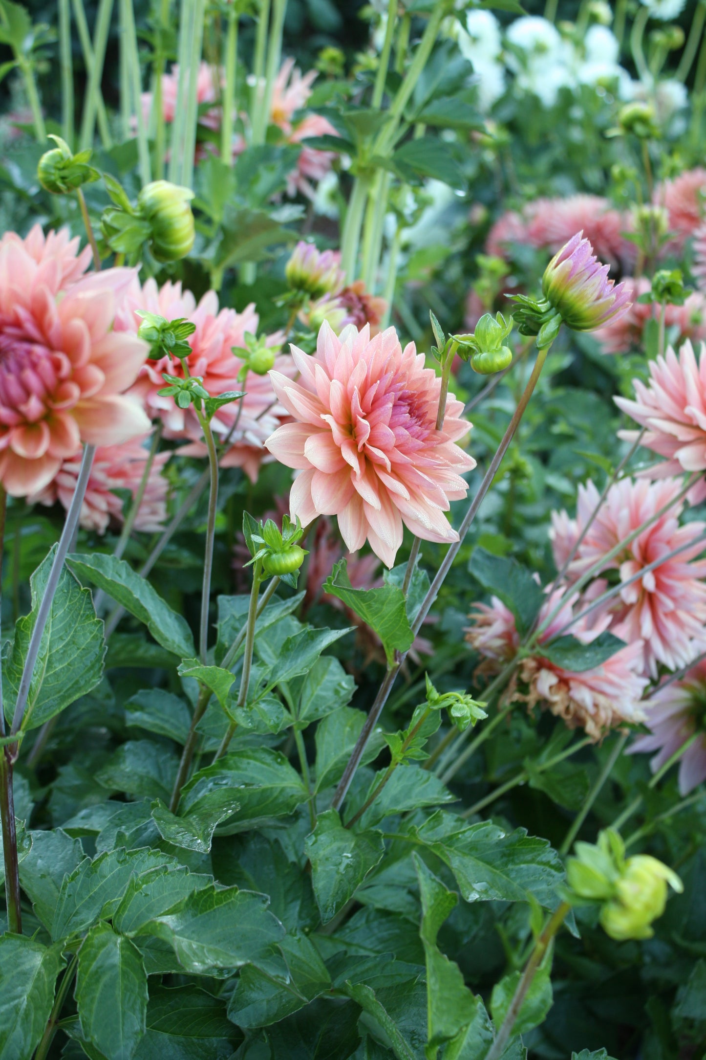 Preference Dahlia Tuber