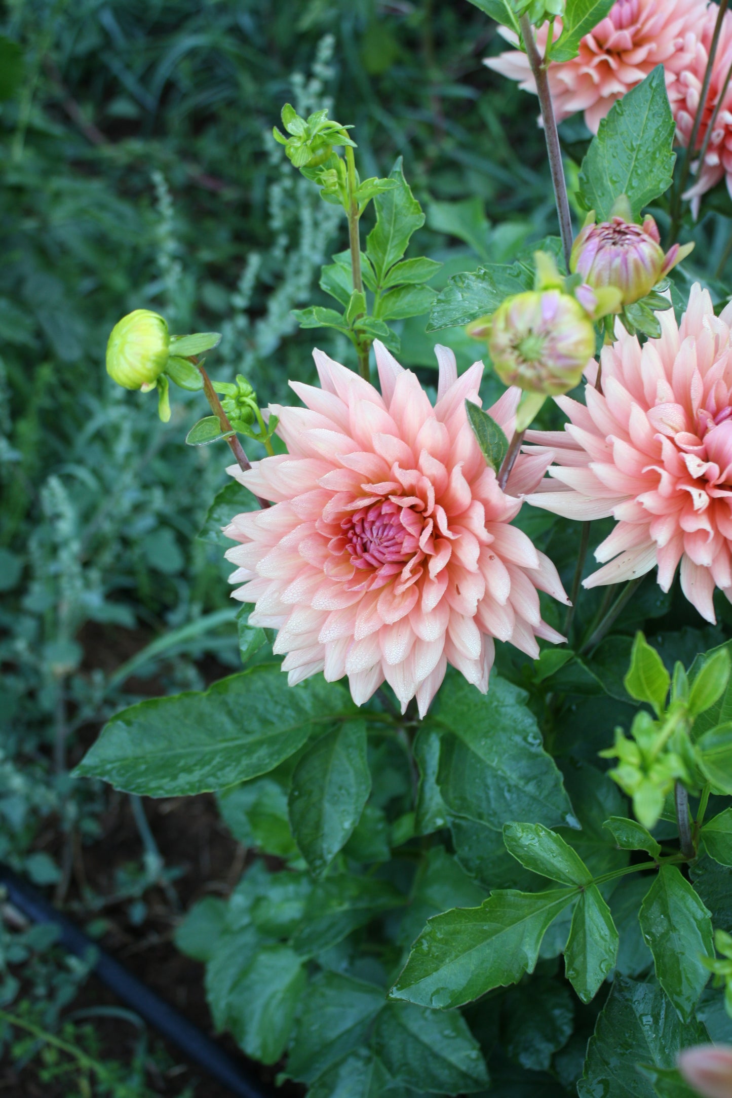 Preference Dahlia Tuber
