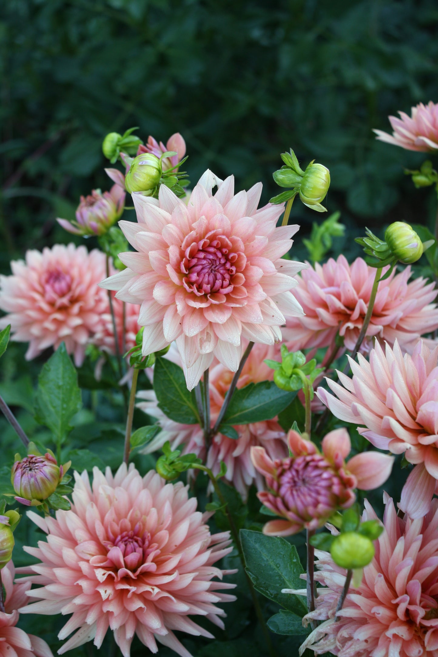 Preference Dahlia Tuber