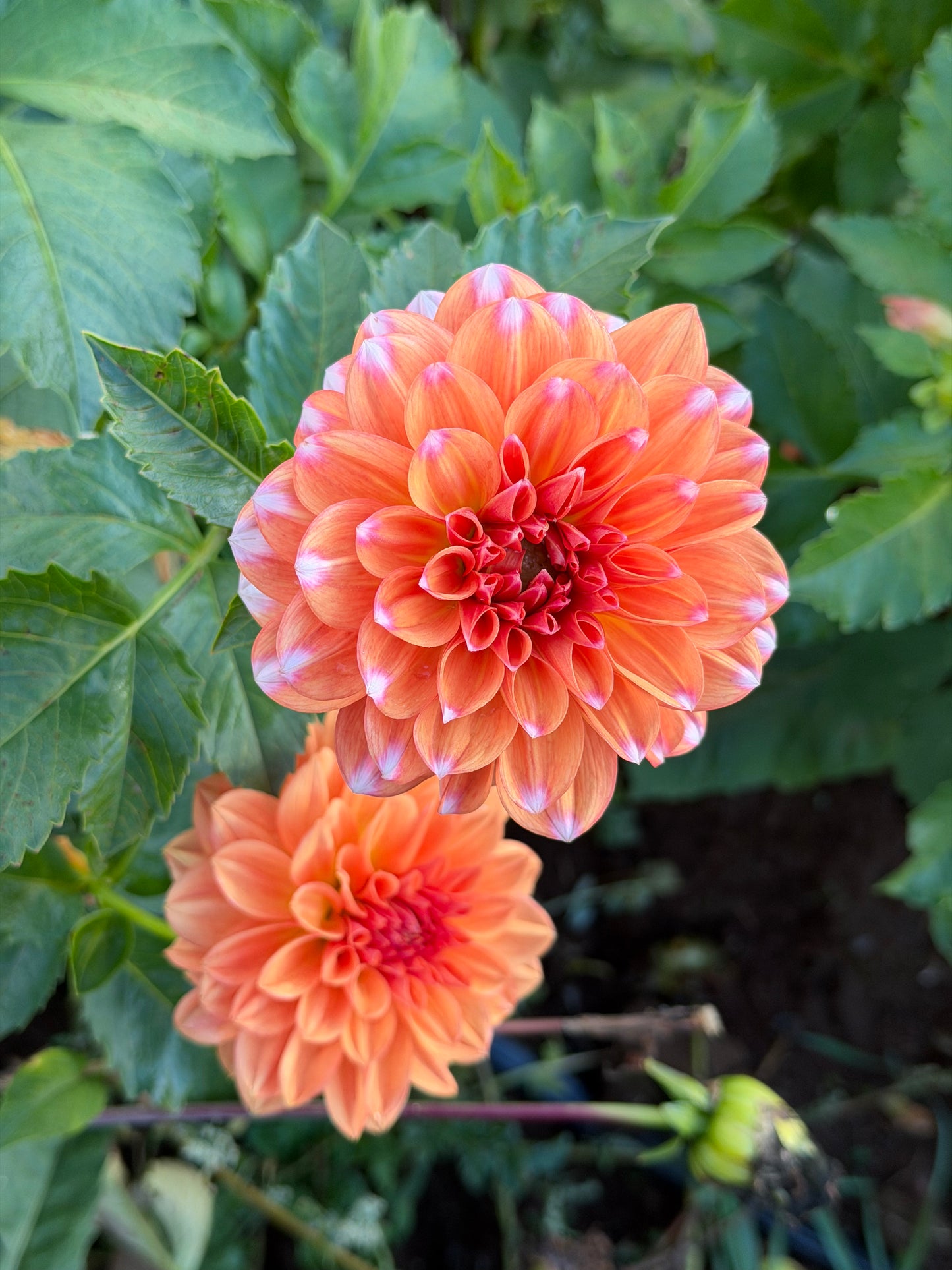 RobAnn Creamsicle Dahlia Tuber