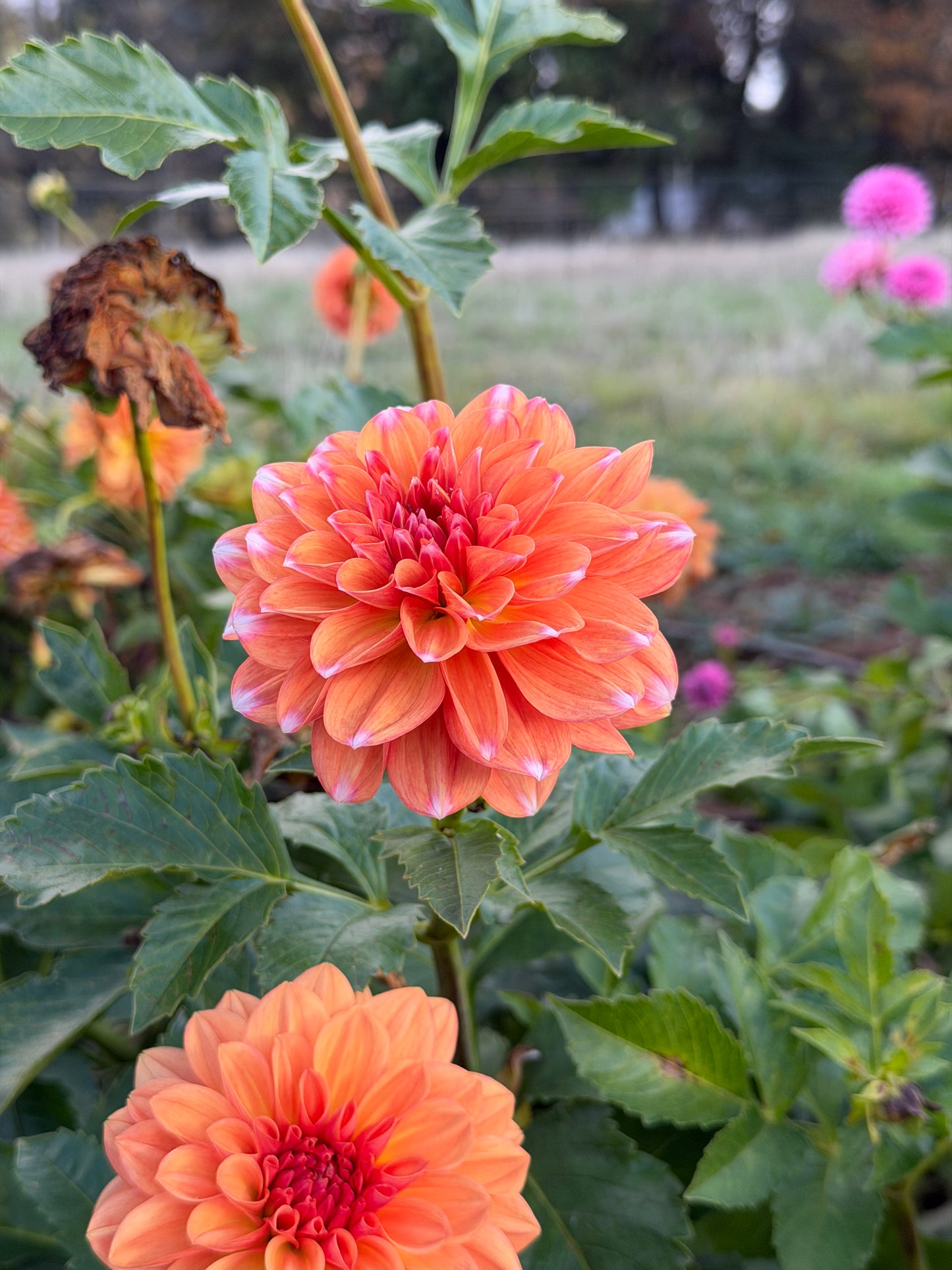 RobAnn Creamsicle Dahlia Tuber