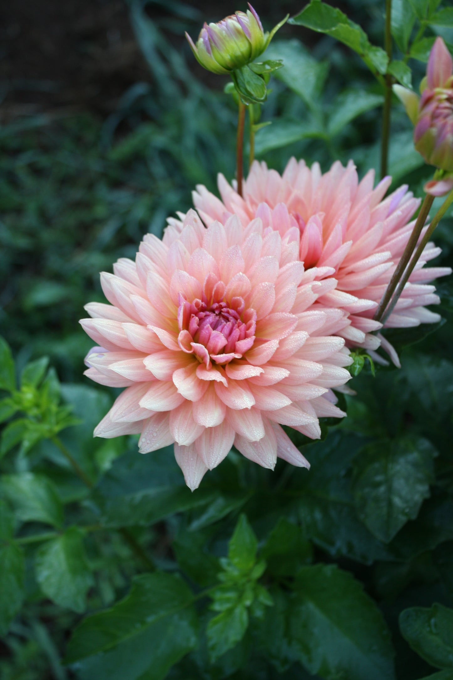 Preference Dahlia Tuber