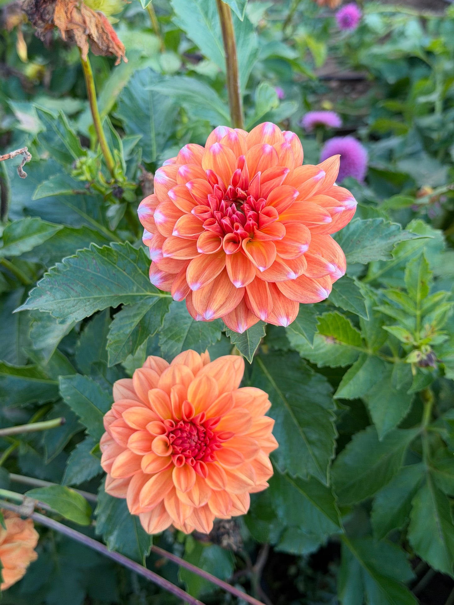 RobAnn Creamsicle Dahlia Tuber